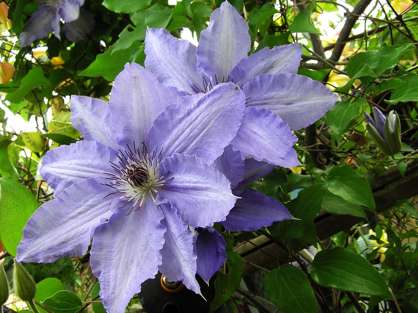 Olympus C750UZ sample photo. Mauve, climbing, flower photography