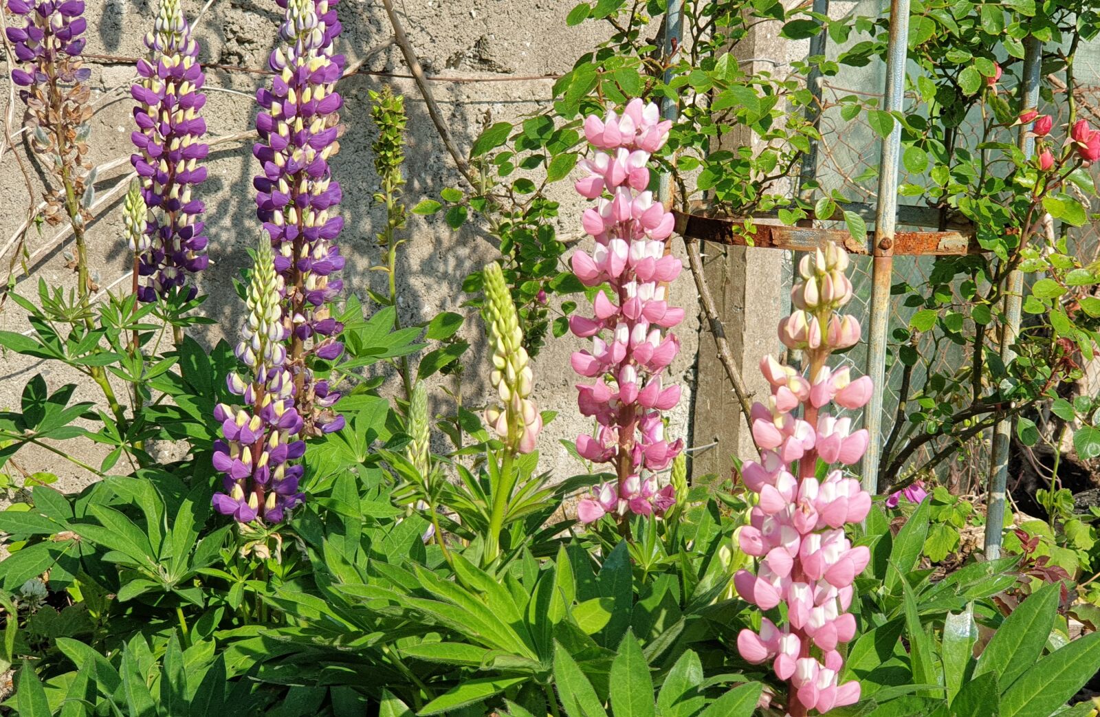 Samsung Galaxy Note9 sample photo. Lupins, flowers, garden photography