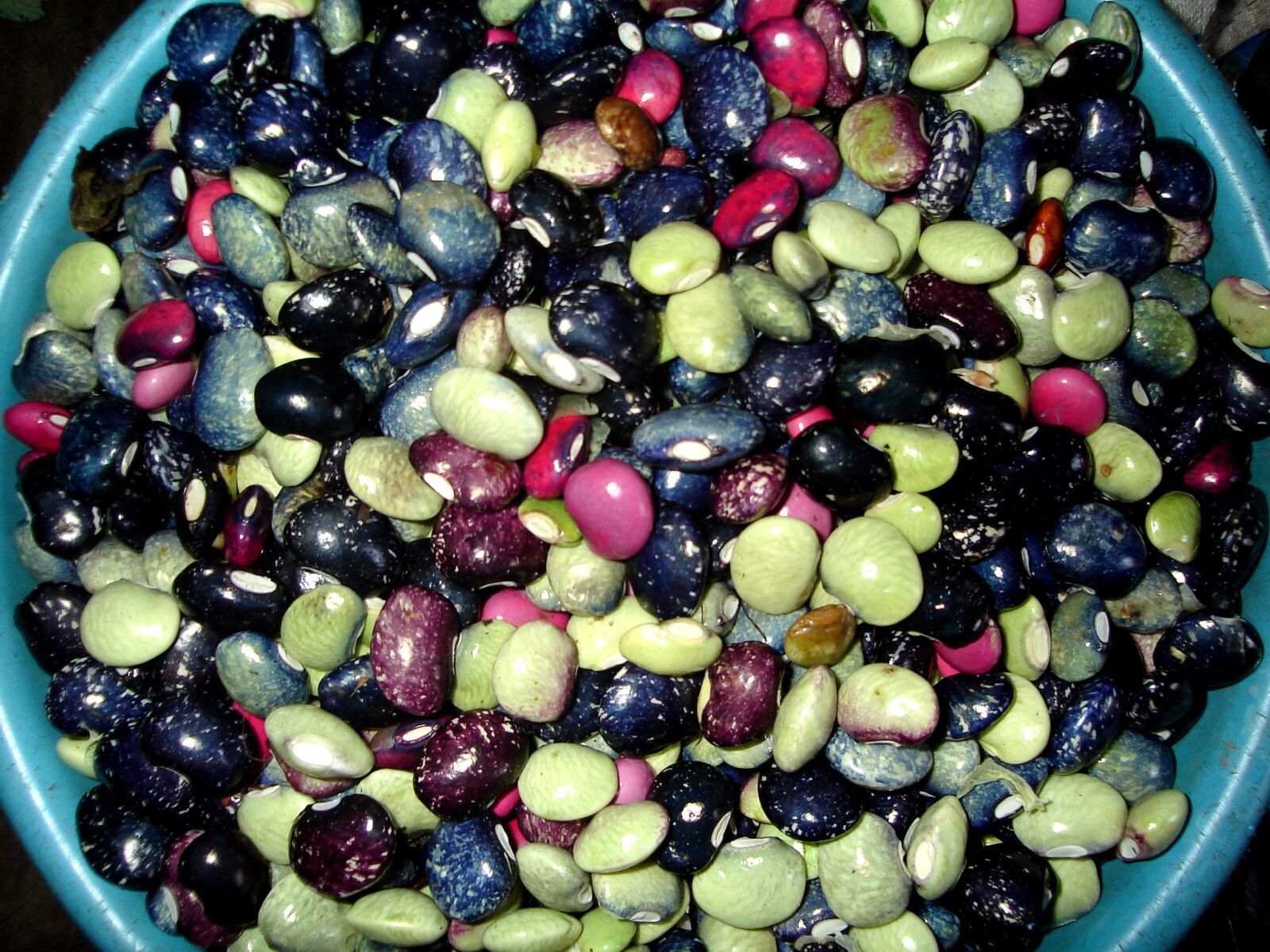 Sony DSC-S40 sample photo. Assorted, colorful, beans, food photography