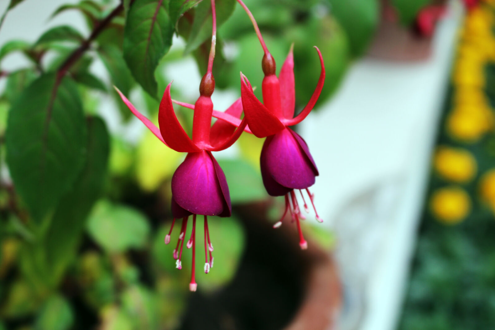 Canon EOS 700D (EOS Rebel T5i / EOS Kiss X7i) sample photo. Bloom, blossom, close, up photography