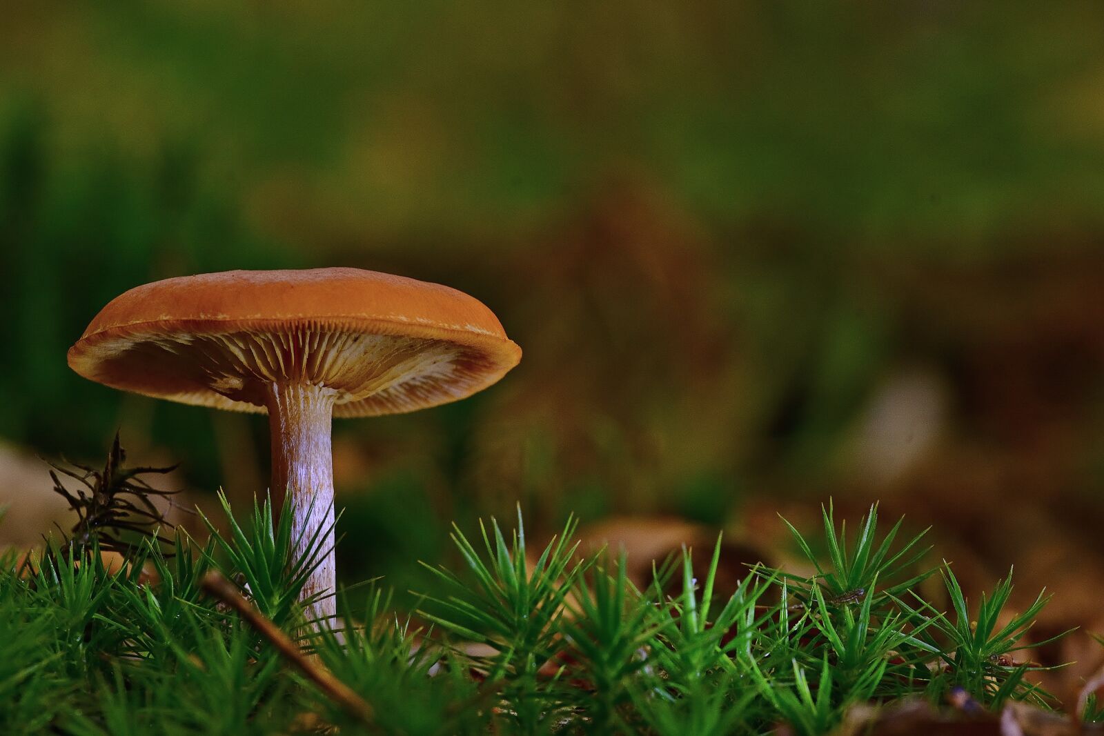 Nikon D5200 sample photo. Nature, mushroom, forest photography