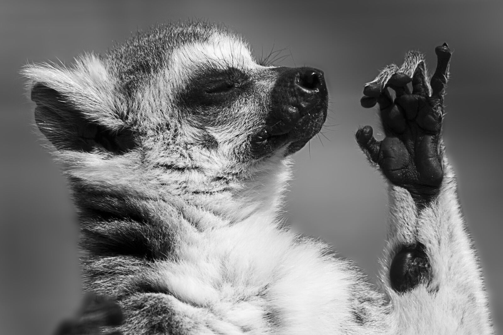 Canon EOS 7D Mark II sample photo. Lemurs, ring-tailed, wildlife photography