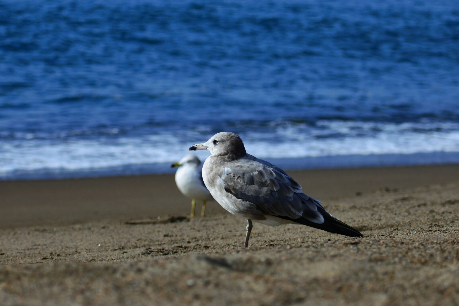 VR 70-300mm f/4.5-6.3G sample photo. Animal, sea, beach photography