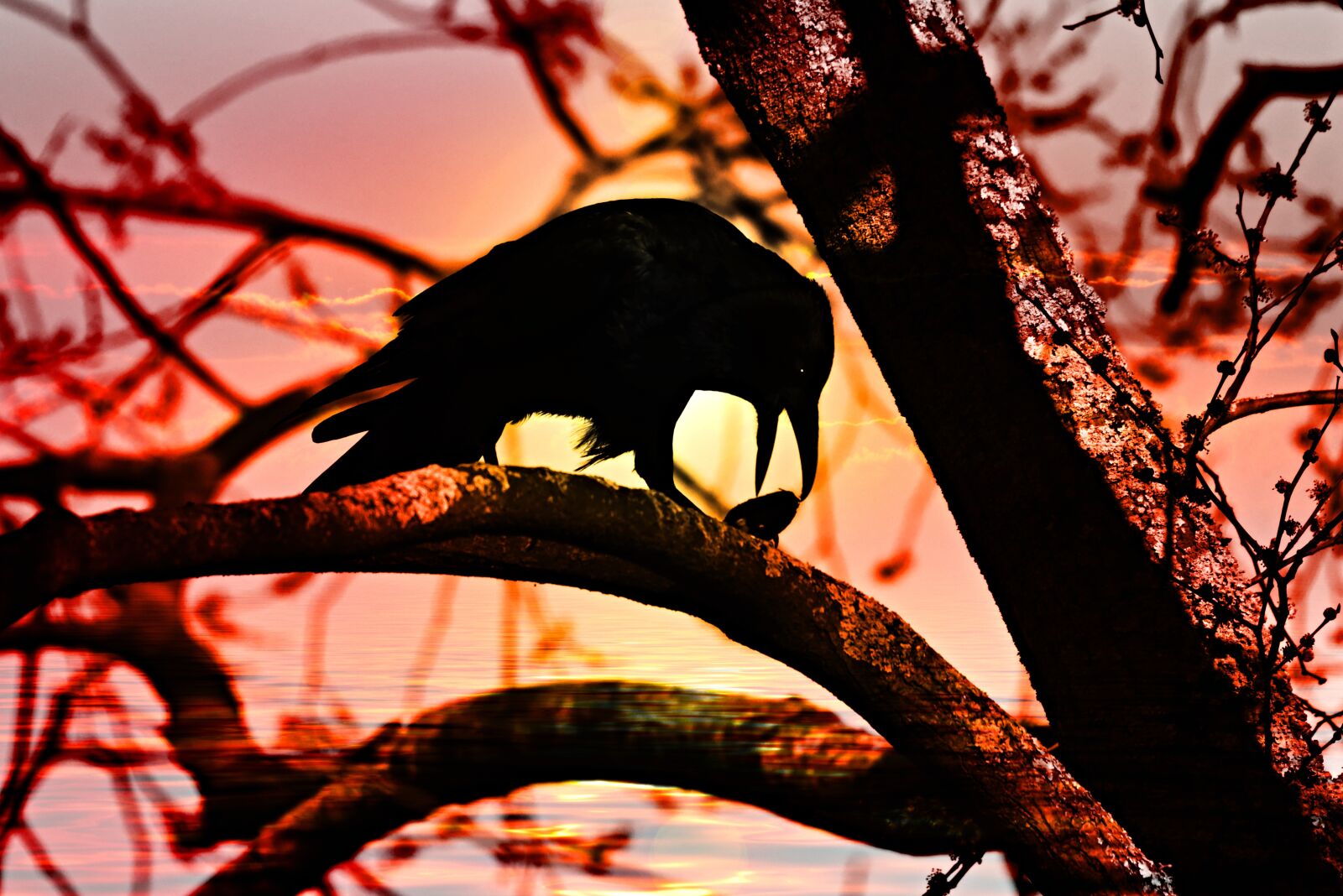 Nikon D750 sample photo. Crow, bird, corvus photography