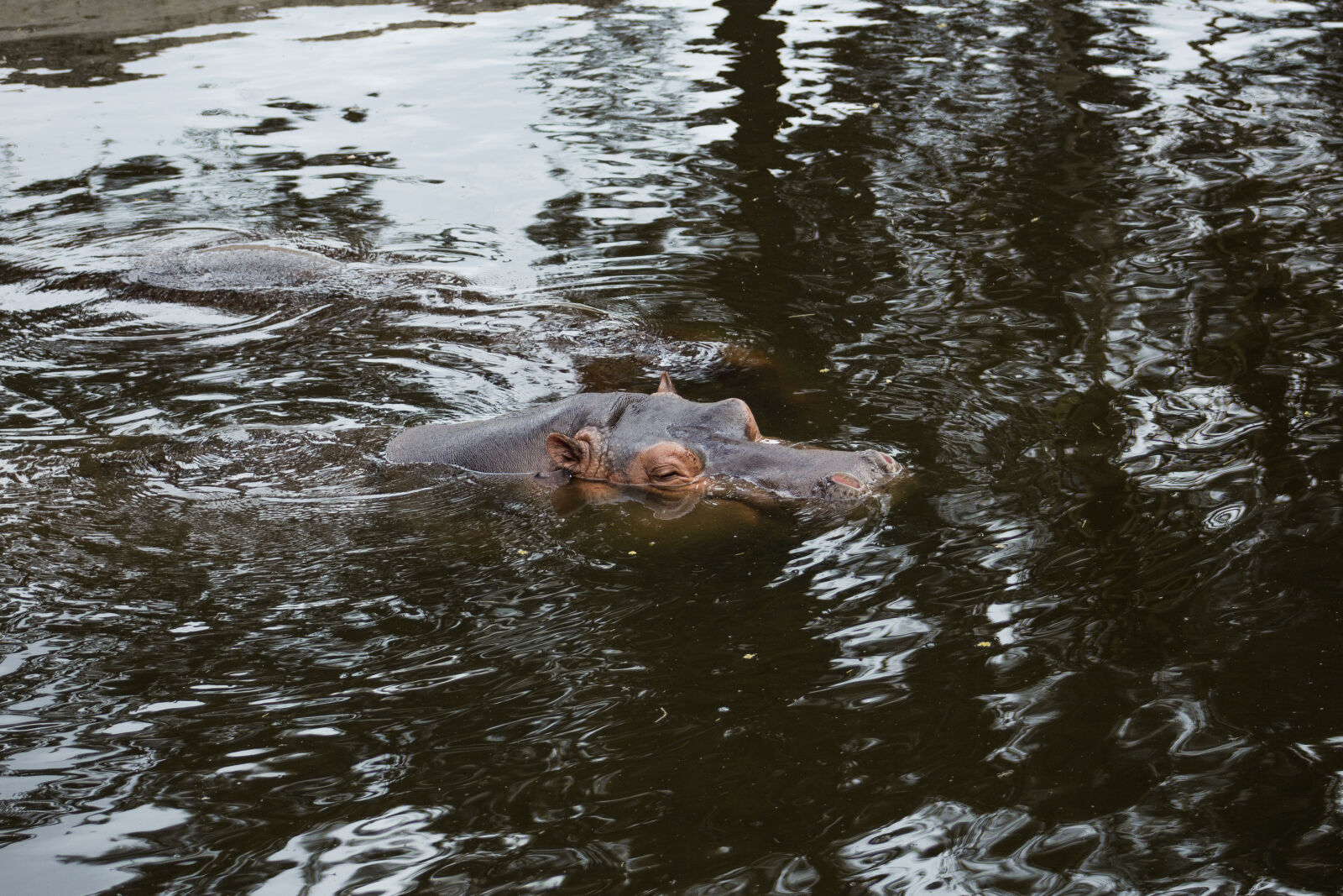 Canon EF 75-300mm f/4-5.6 sample photo. Hippo, hippopotamus photography