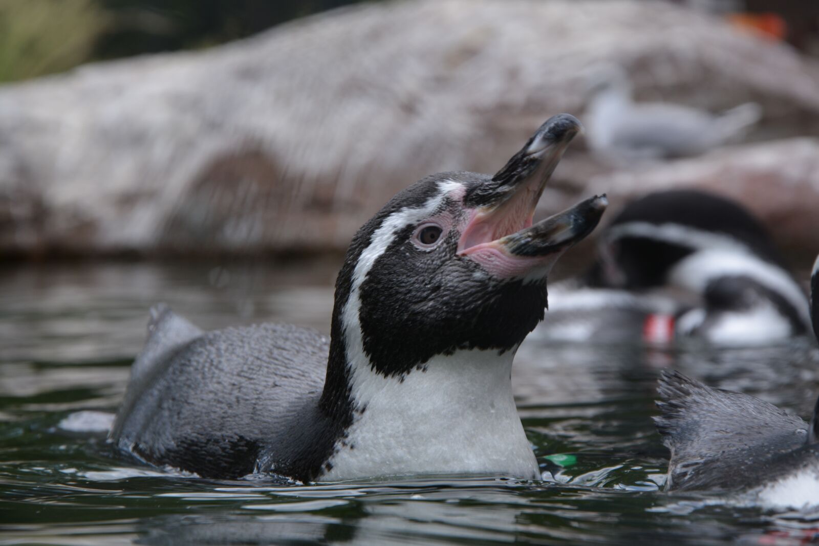 Nikon D7100 sample photo. Penguin, humboldt penguin, bird photography