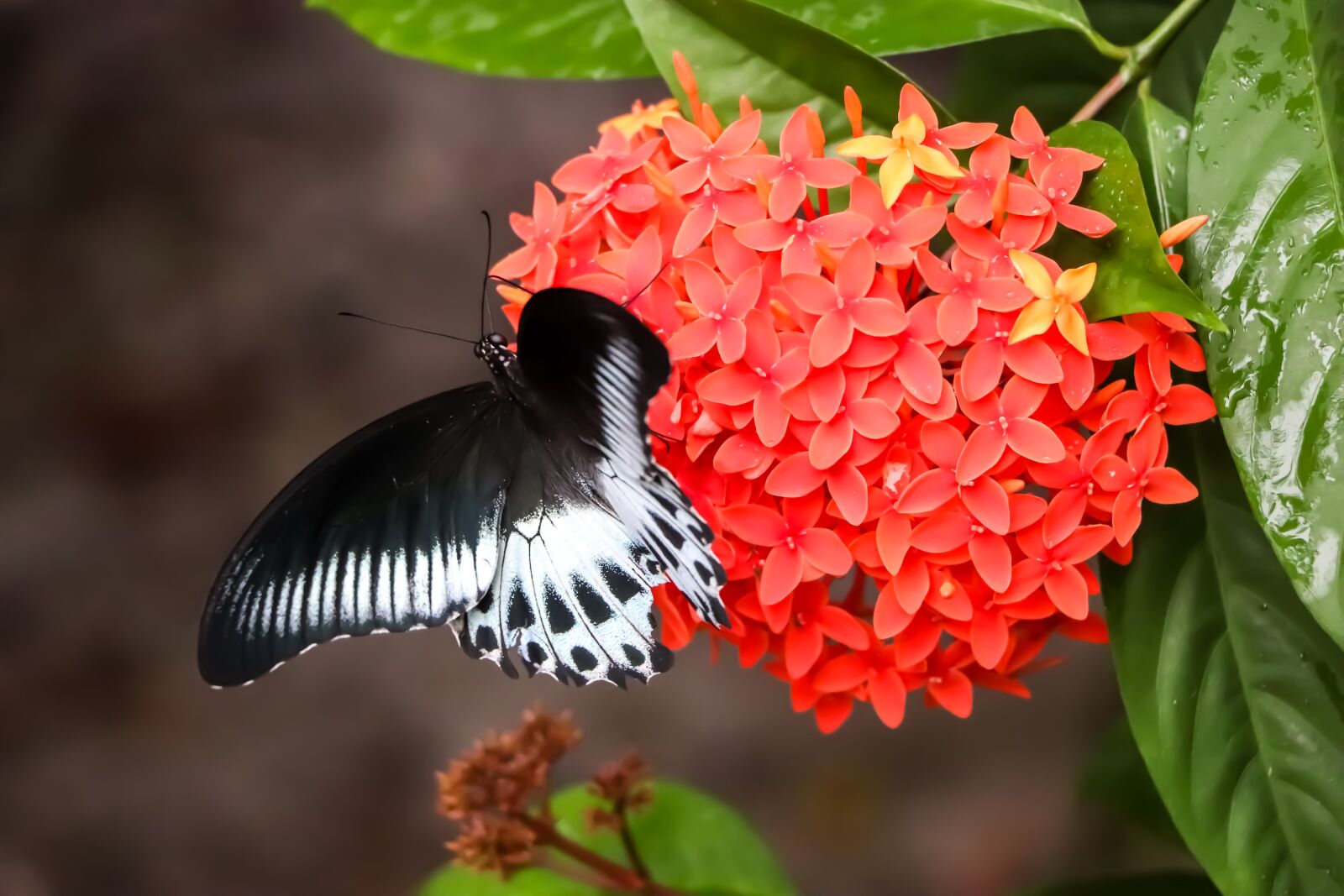 Canon EOS 77D (EOS 9000D / EOS 770D) + Canon EF-S 18-135mm F3.5-5.6 IS STM sample photo. Butterfly, flower, moth photography