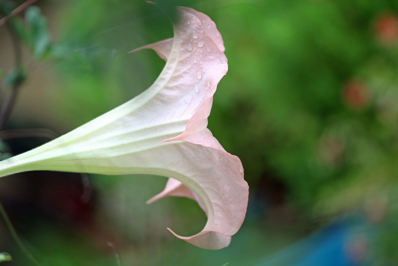 Canon EOS 7D sample photo. Flower, white, white flower photography