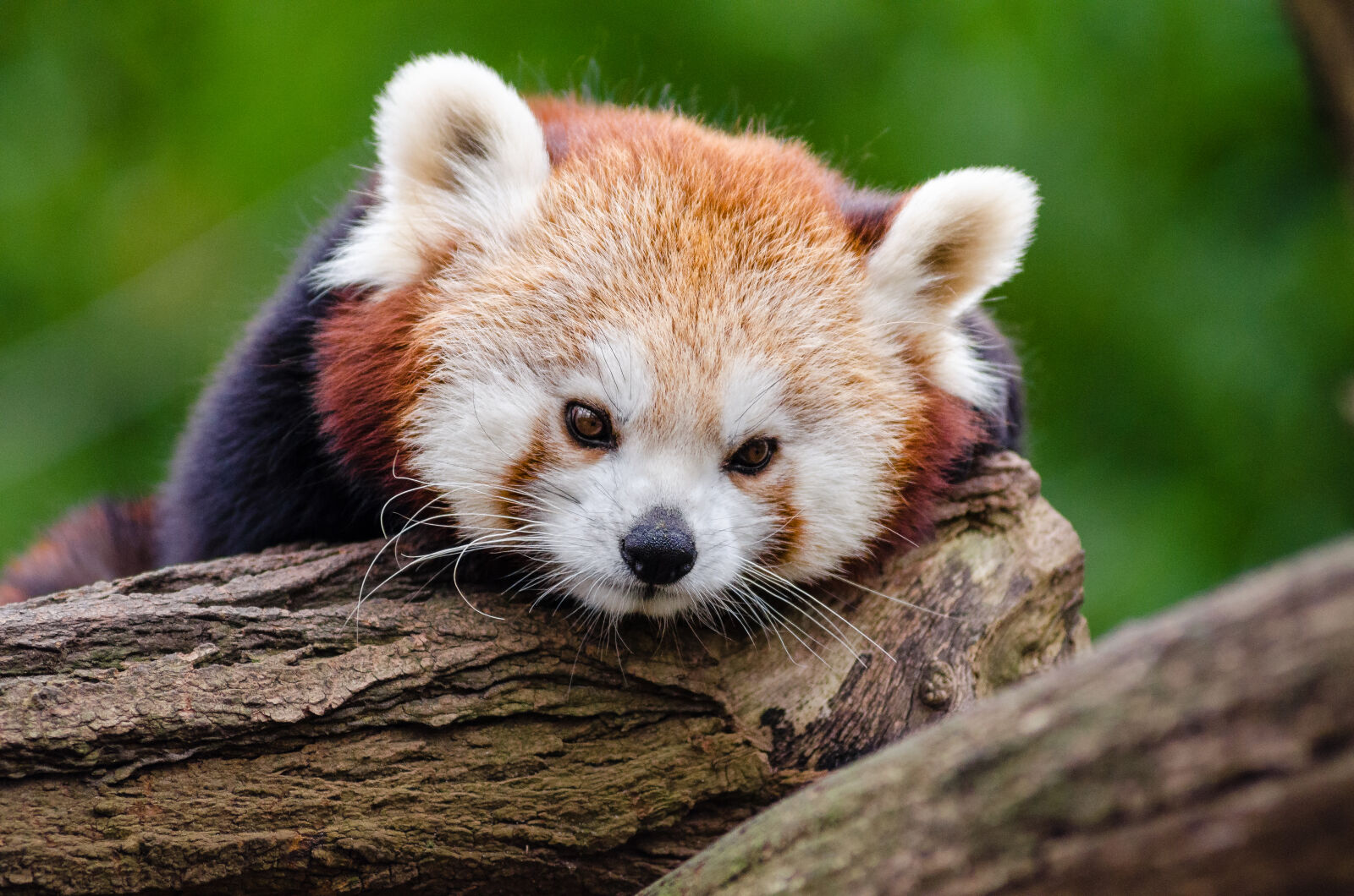 AF Zoom-Nikkor 80-200mm f/2.8 ED sample photo. Red, panda, on, wood photography