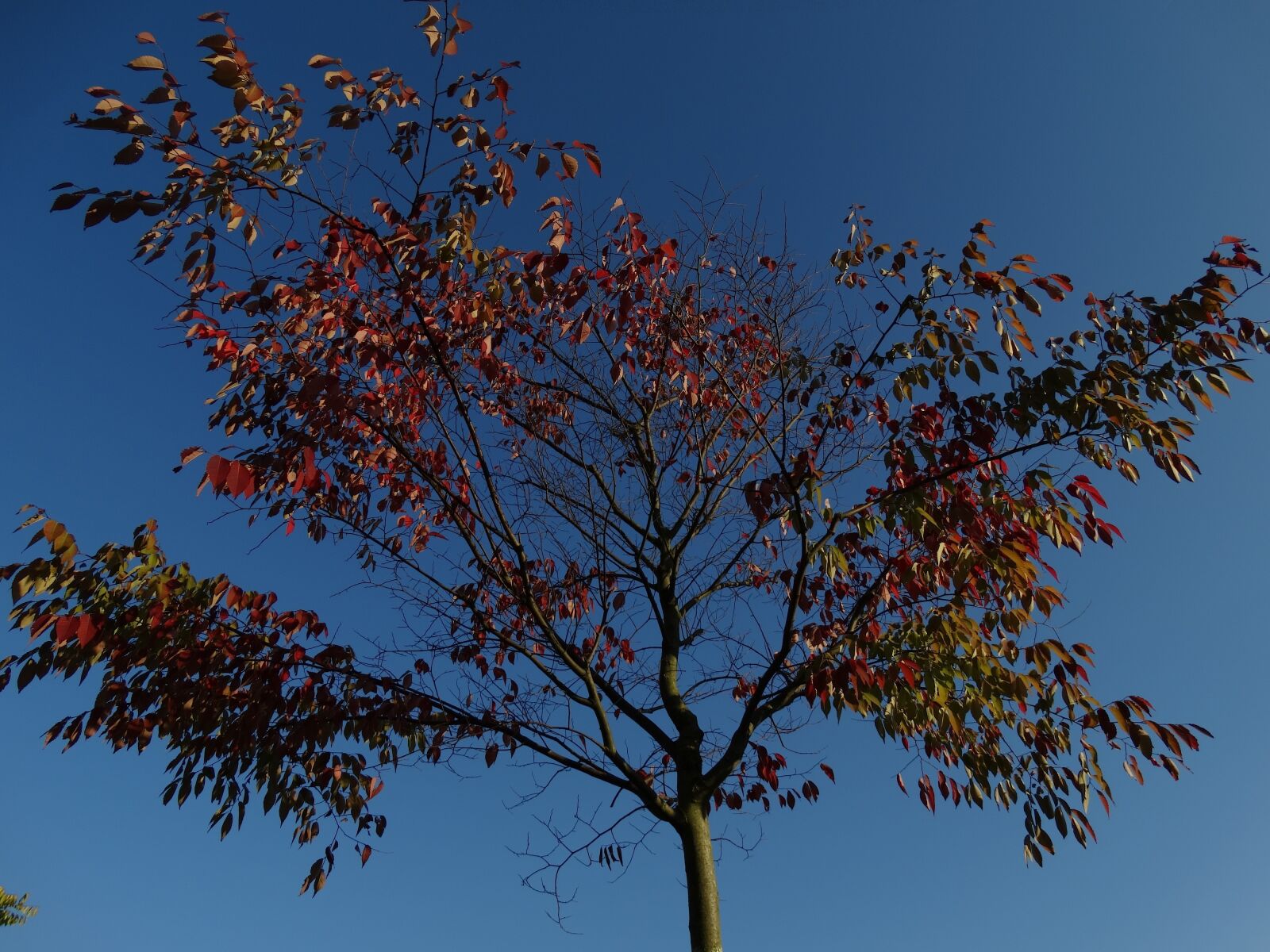Sony Cyber-shot DSC-HX300 sample photo. Autumn, fall leaves, blue photography