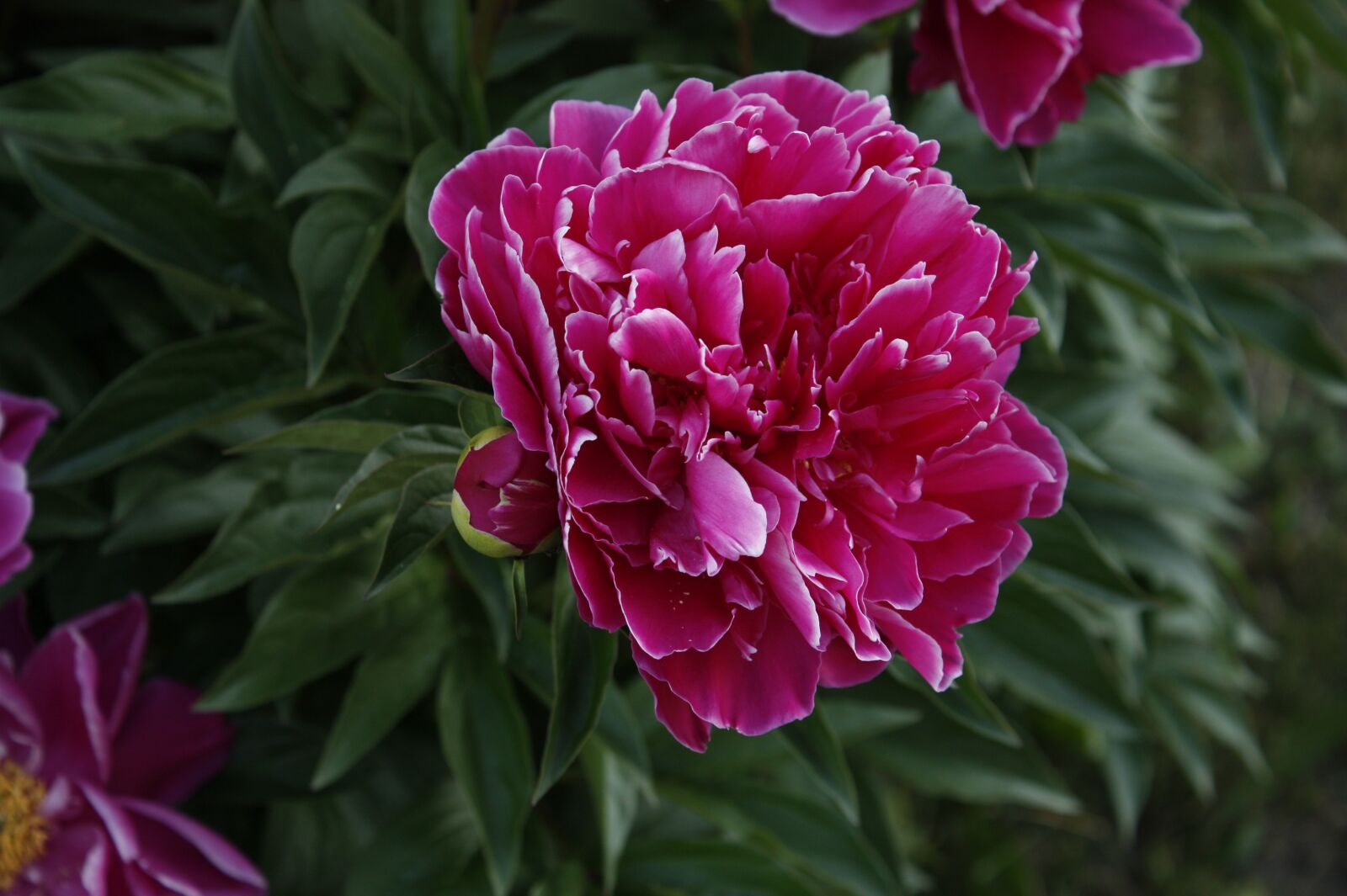 Canon EOS 450D (EOS Rebel XSi / EOS Kiss X2) sample photo. A, only, peony photography