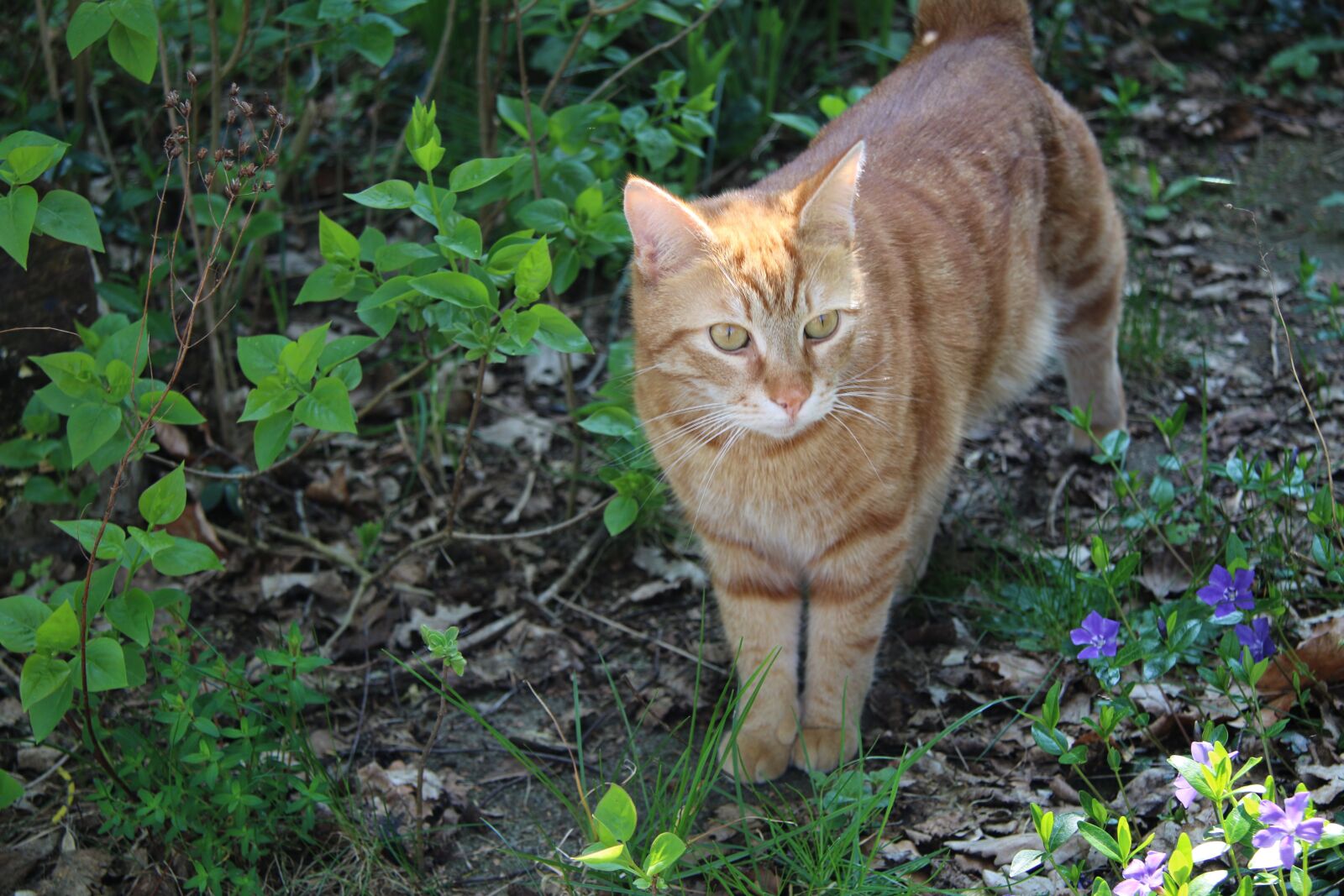 Canon EF-S 17-85mm F4-5.6 IS USM sample photo. Nature, cute, portrait photography