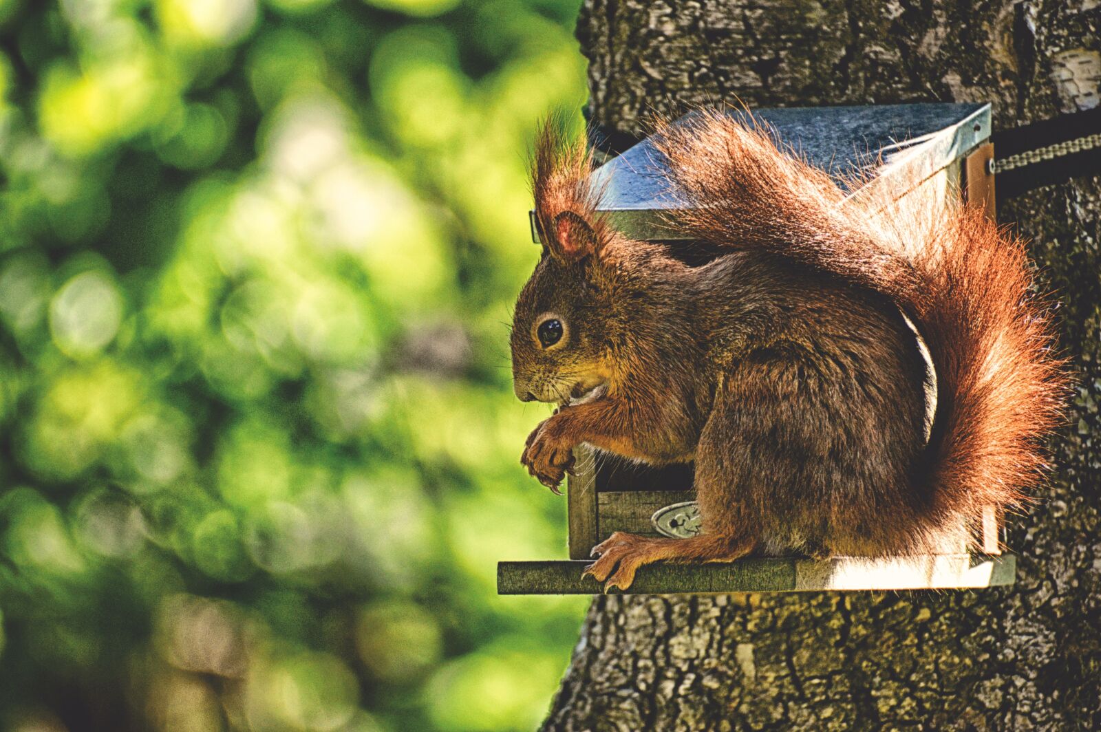 Nikon D3200 sample photo. Squirrel, nager, cute photography
