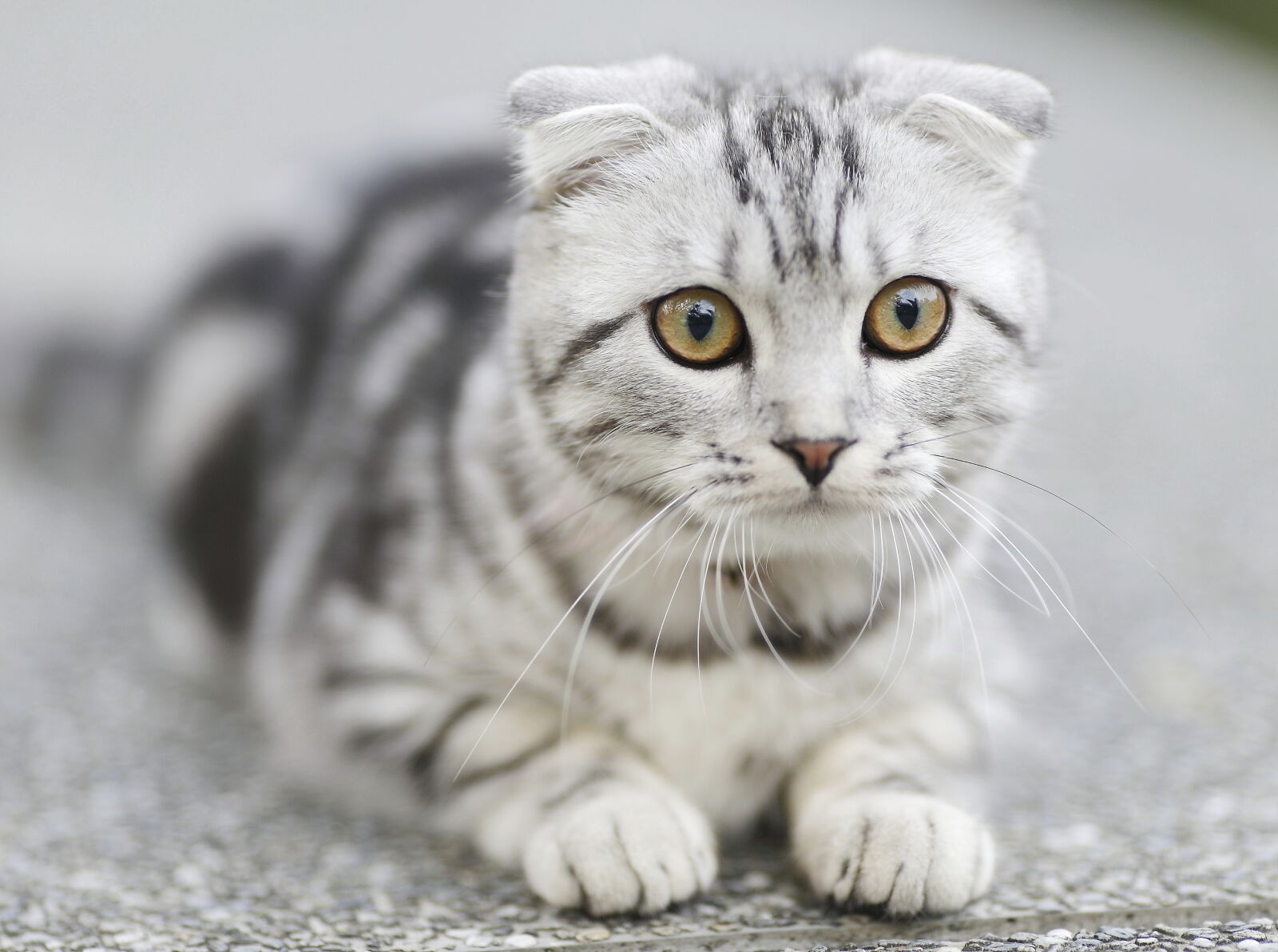 Canon EF 135mm F2L USM sample photo. White, and, black, cat photography