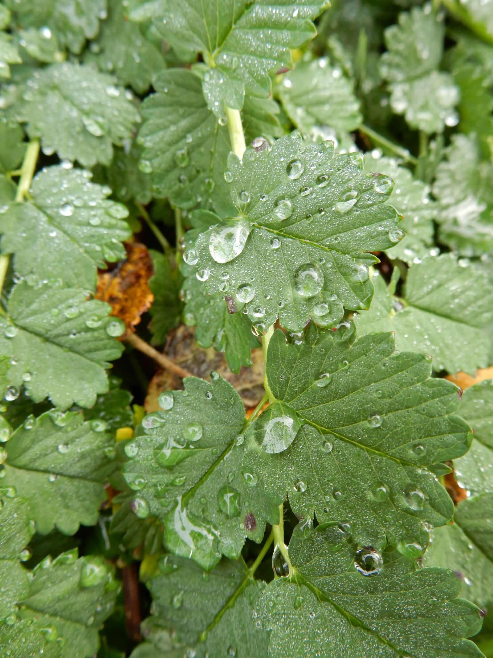 Nikon Coolpix S9900 sample photo. Water, rain, leaves photography