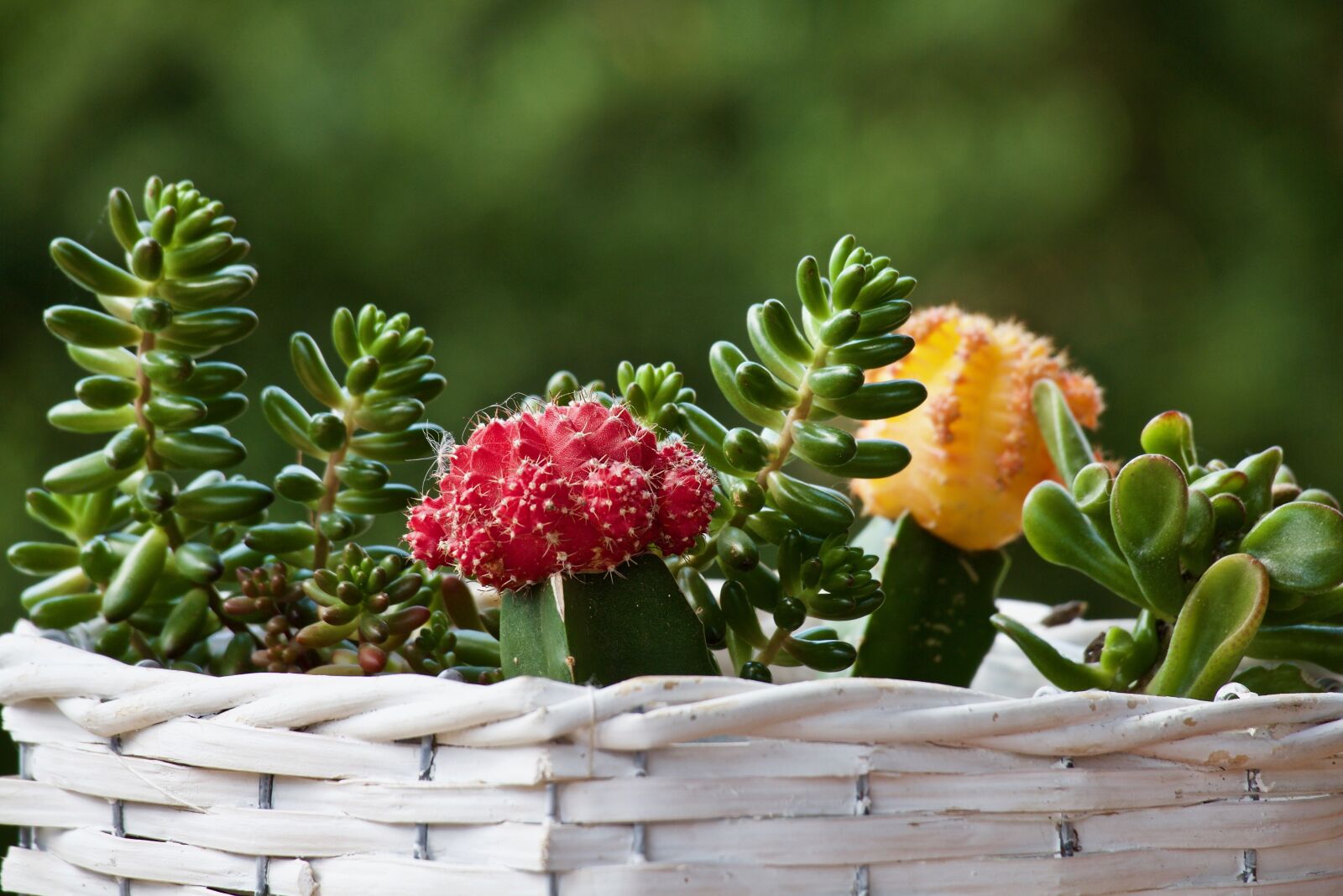 Canon EOS M sample photo. Plants, fat plants, cactus photography