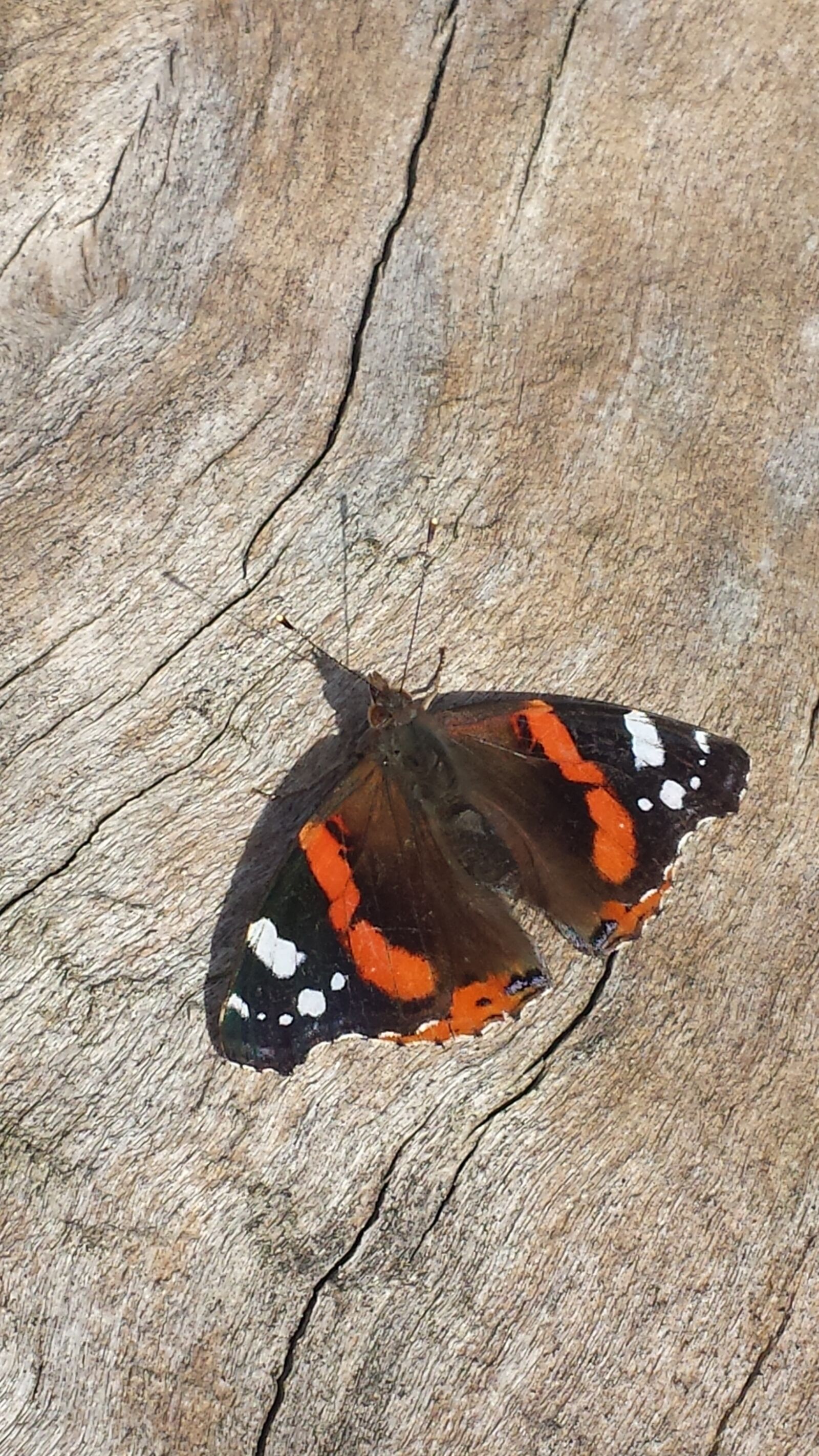 Samsung Galaxy S4 sample photo. Butterfly, wood, nature photography