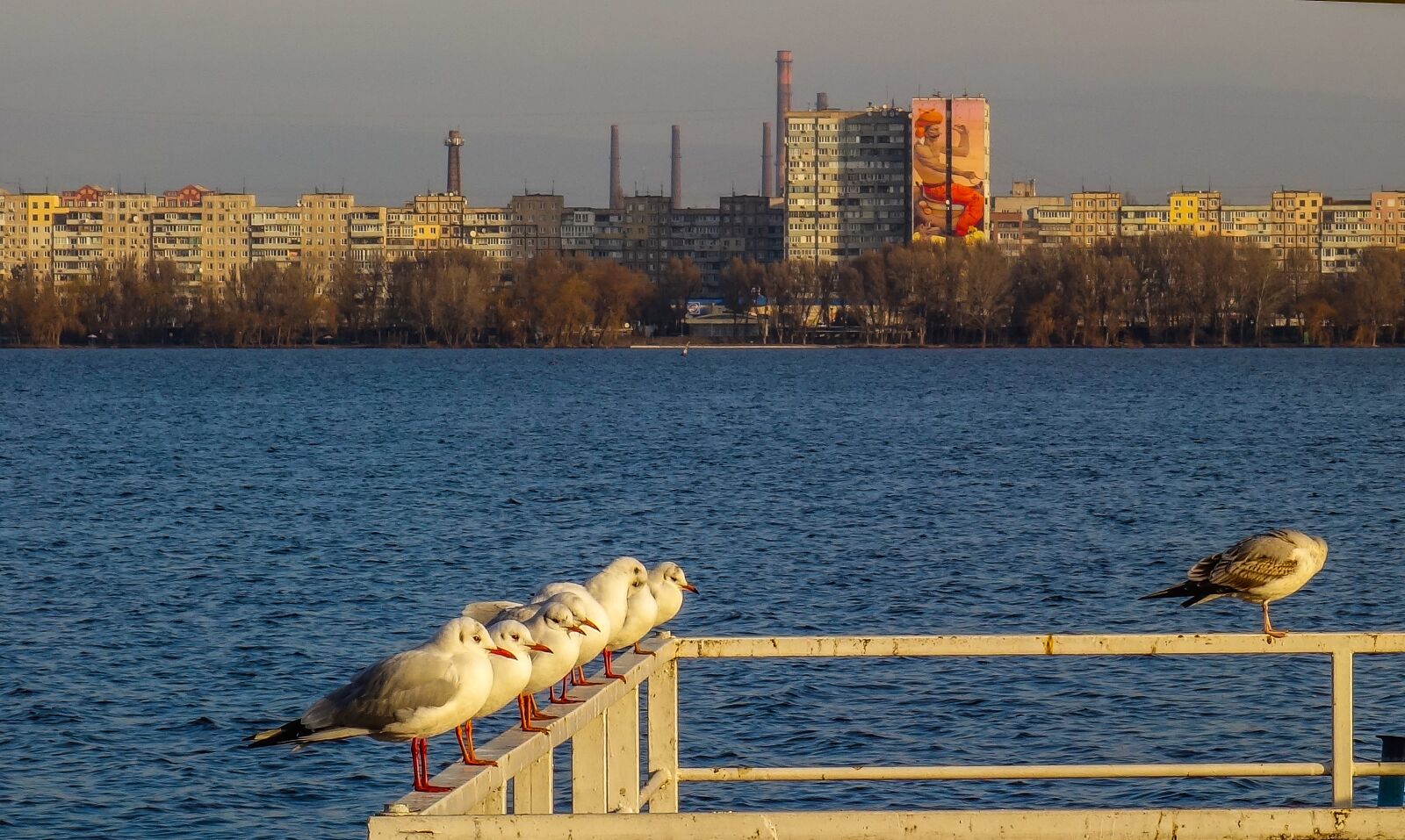 Sony Cyber-shot DSC-RX100 sample photo. Water, river, bird photography
