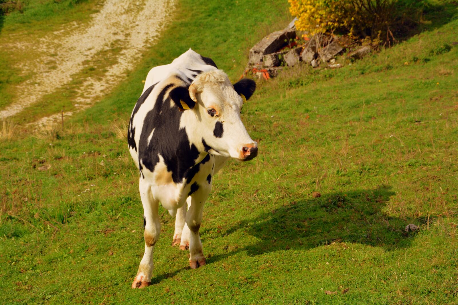Nikon D7100 sample photo. Cow, prato, mountain photography
