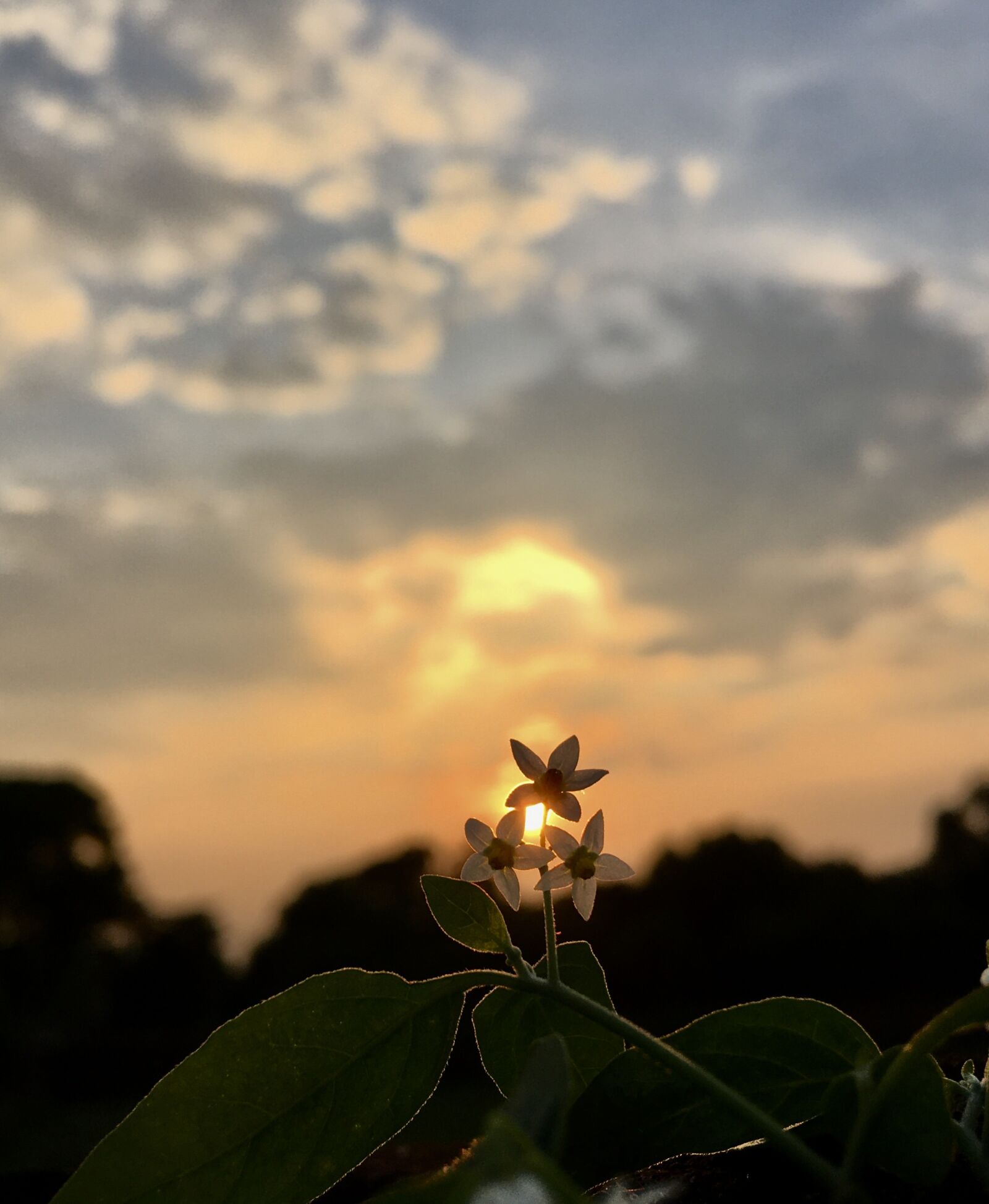 Apple iPhone SE (1st generation) sample photo. Flowers, sunset, nature photography