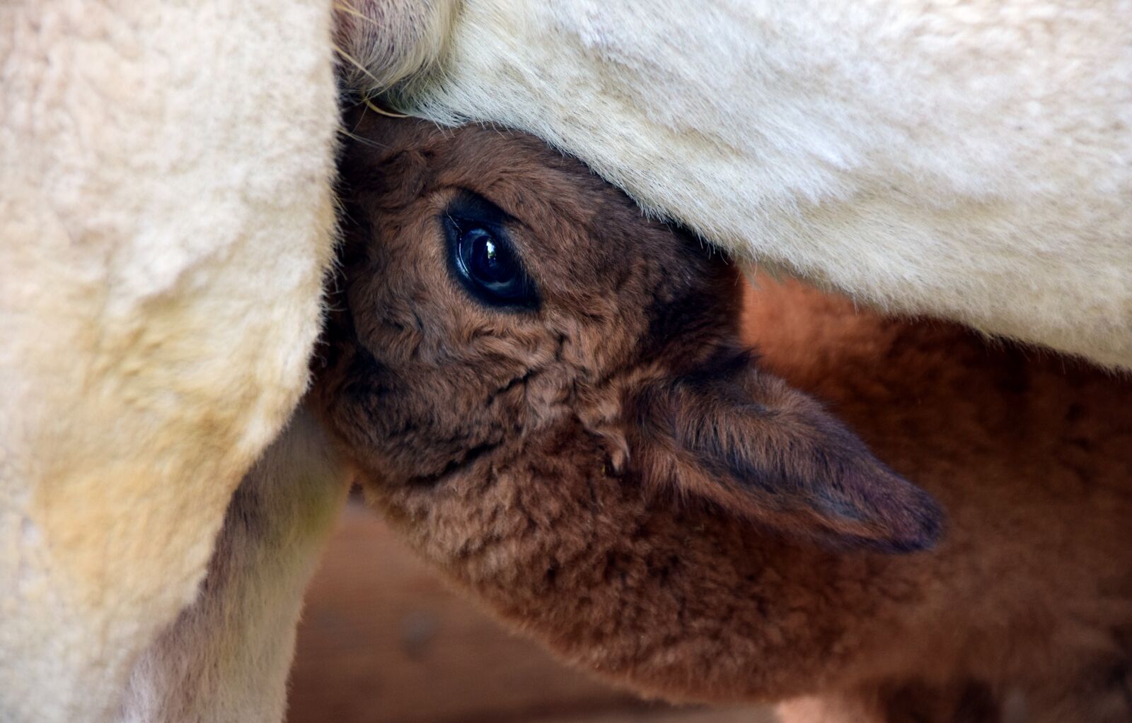 Nikon D3300 sample photo. Alpaca, head, animal photography