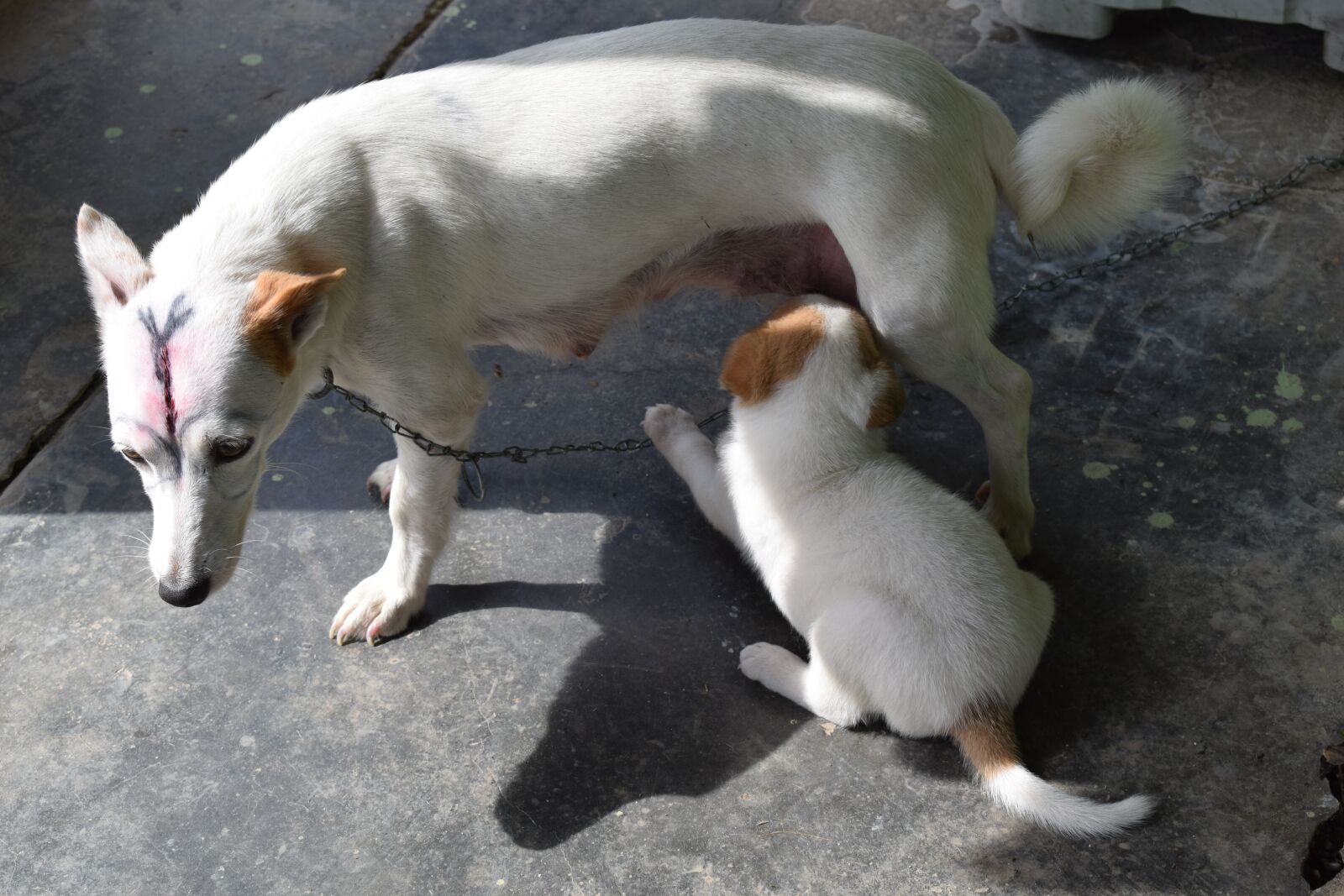 Nikon D3300 sample photo. Mother, dog, feeding photography
