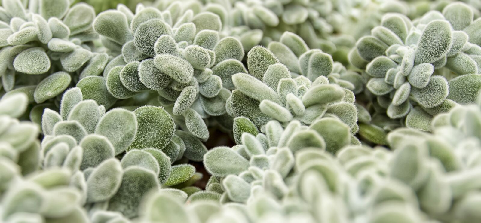 Canon EOS 50D sample photo. Succulent, hairs, silver grey photography