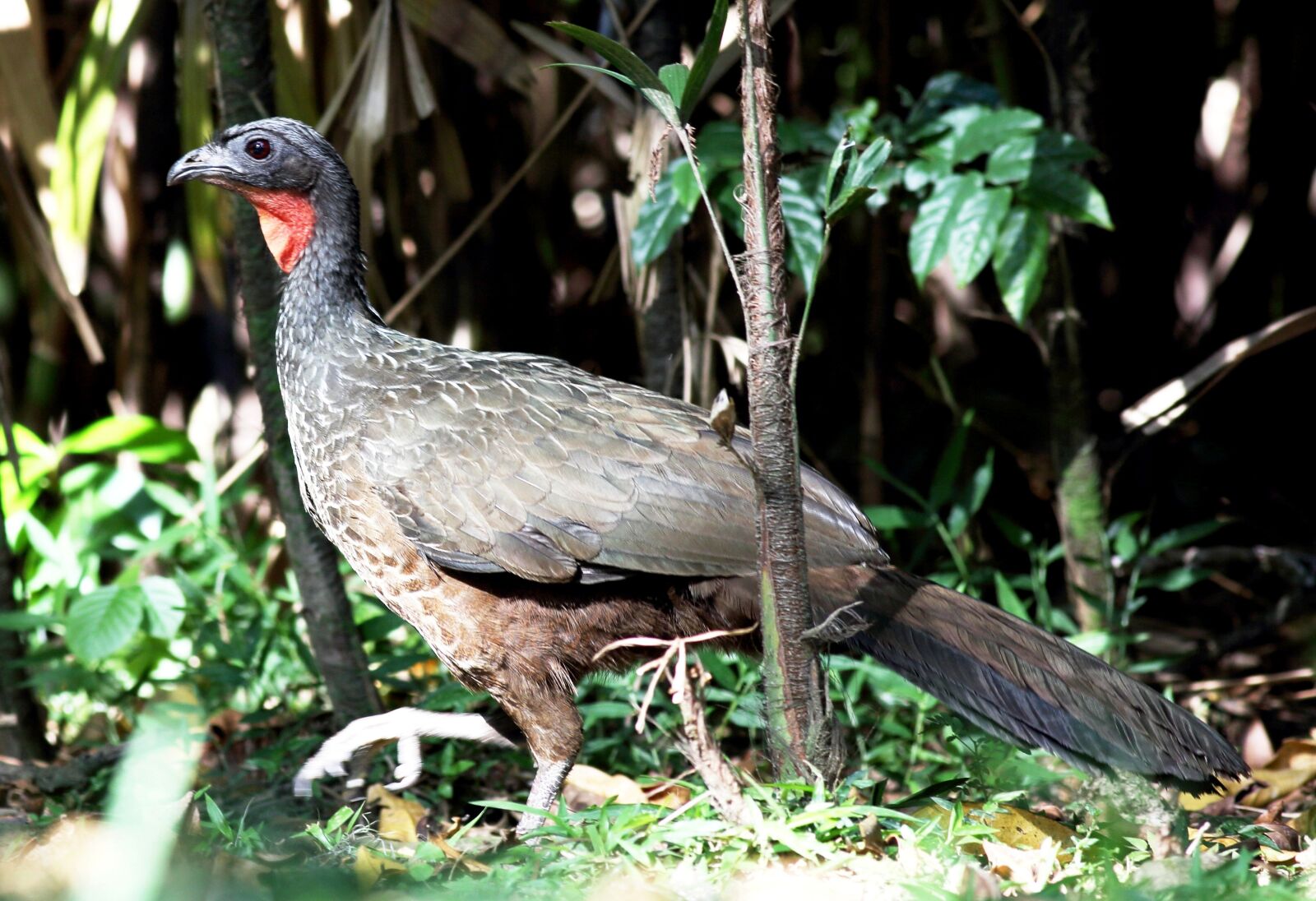 Canon EOS 5D Mark III sample photo. Jacu, bird, great photography