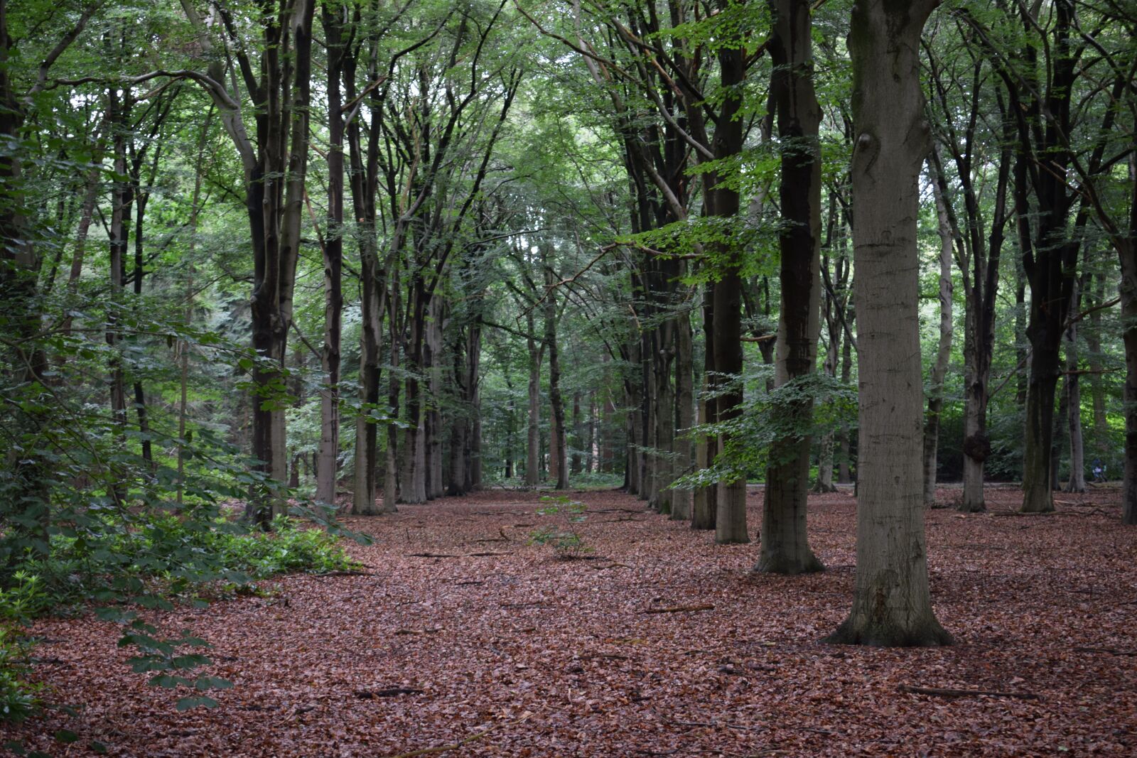 Nikon D3300 sample photo. Forest, trees, nature photography