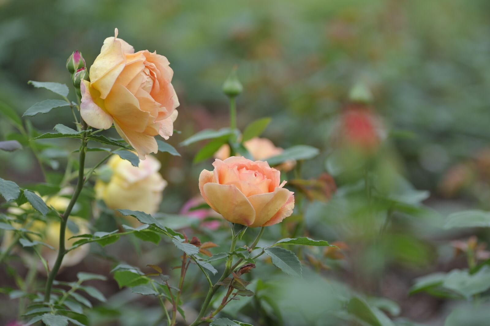 Nikon D700 sample photo. Rose, flower, bloom photography