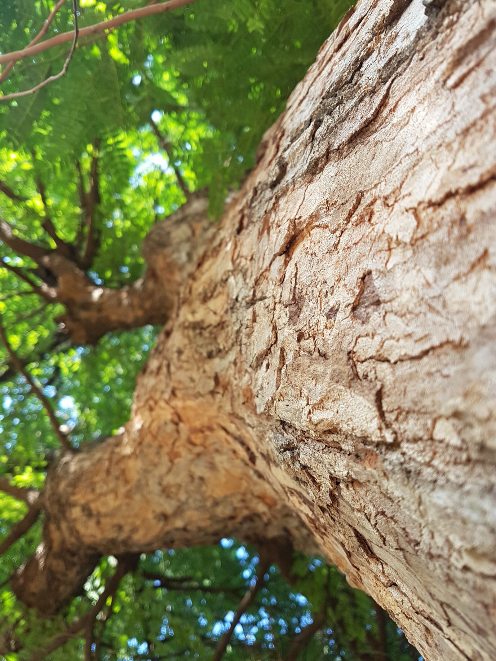 Samsung Galaxy S7 Edge sample photo. Green, natural, tamarind, tree photography