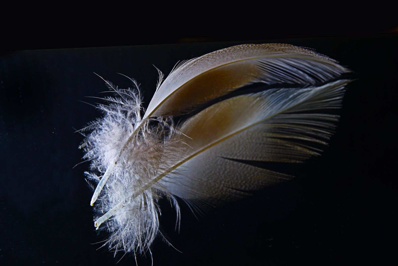Canon EOS 1000D (EOS Digital Rebel XS / EOS Kiss F) sample photo. Feather, down, mirroring photography