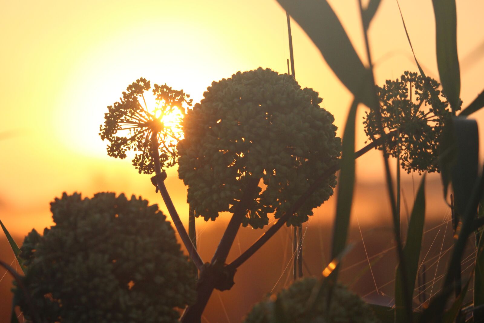 Canon EOS 700D (EOS Rebel T5i / EOS Kiss X7i) + Canon EF-S 55-250mm F4-5.6 IS STM sample photo. Sunrise, morning hour, angelica photography