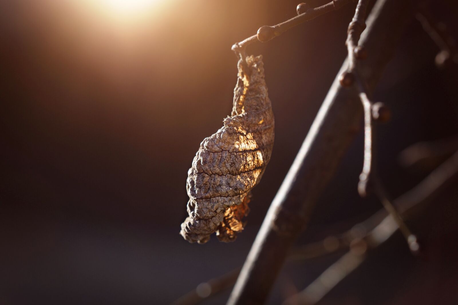 Nikon D7100 sample photo. Leaf, arid, autumn photography