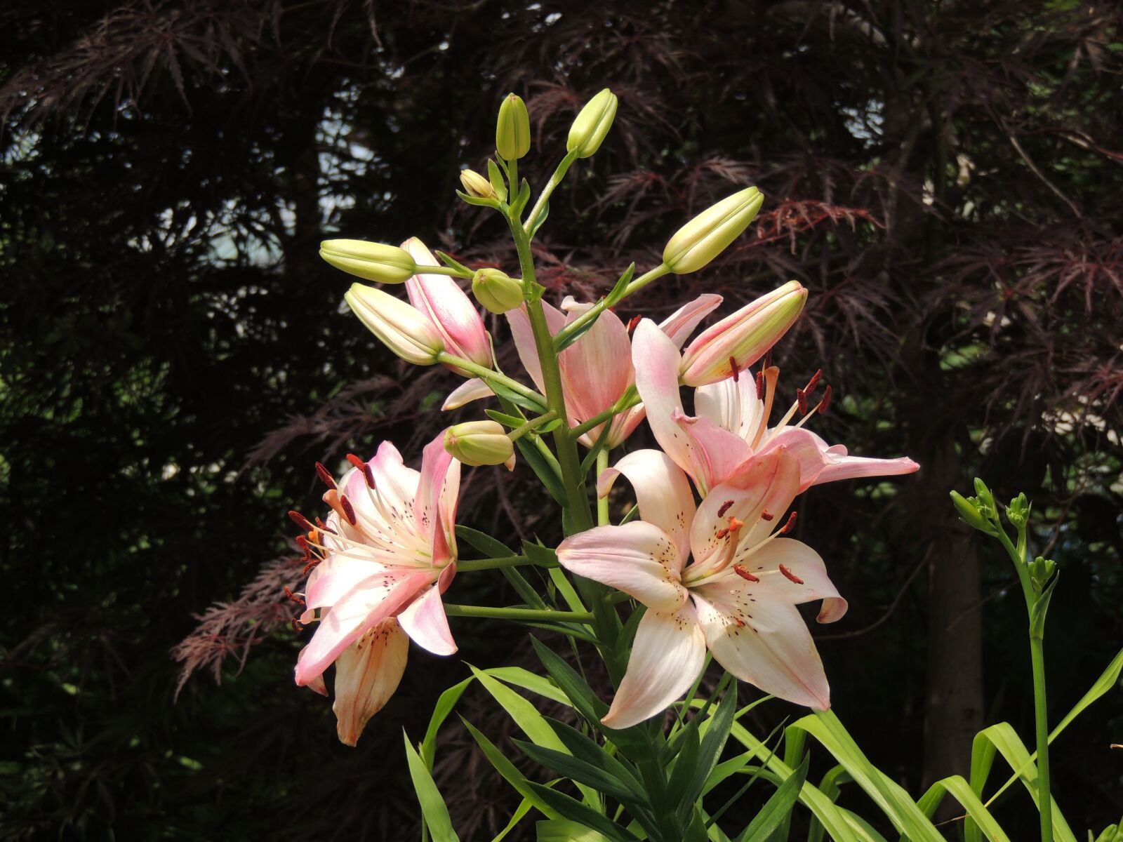 Nikon Coolpix P510 sample photo. Lily, lilies, ramos photography