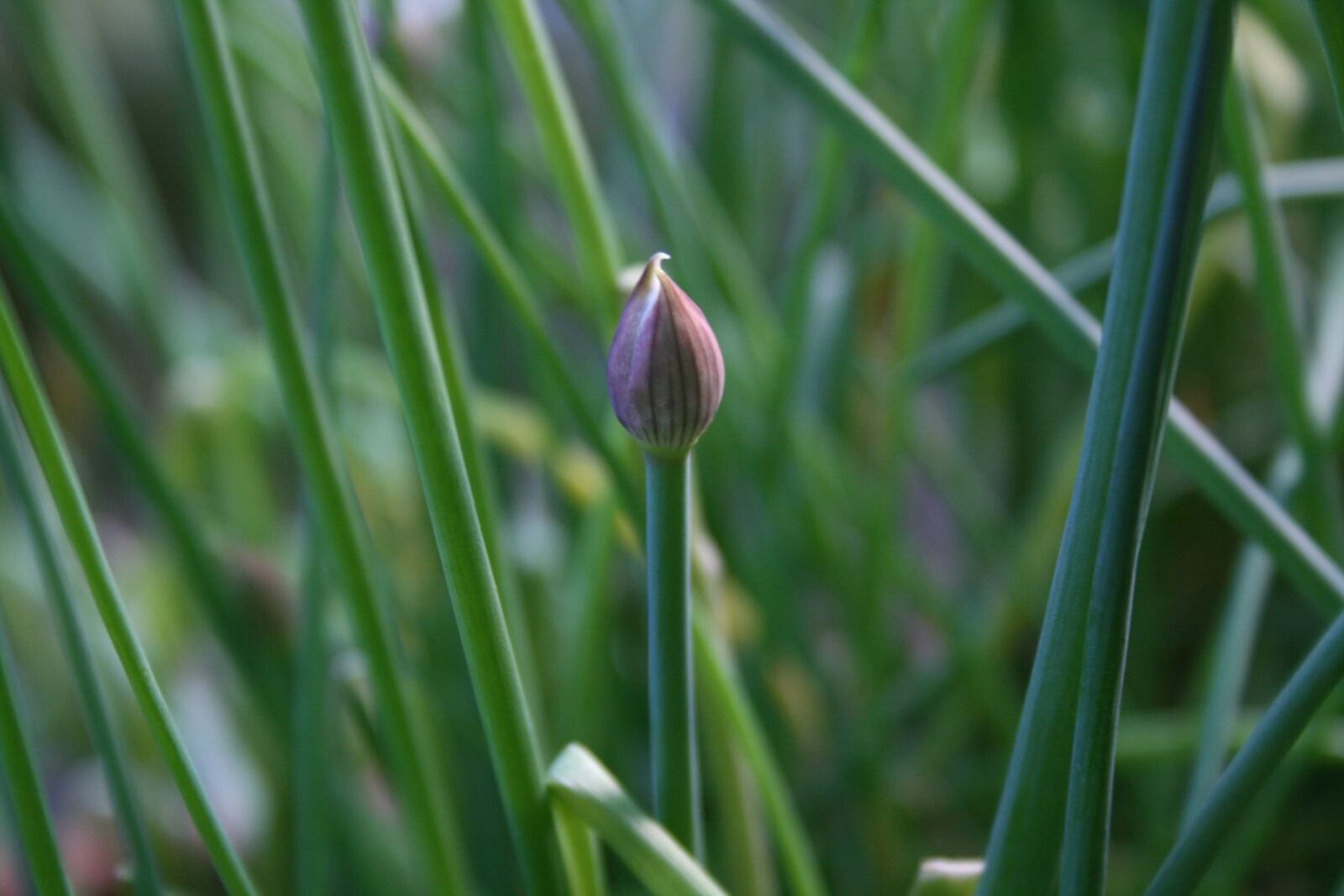 Canon EOS 400D (EOS Digital Rebel XTi / EOS Kiss Digital X) sample photo. Chives, bud, leek photography