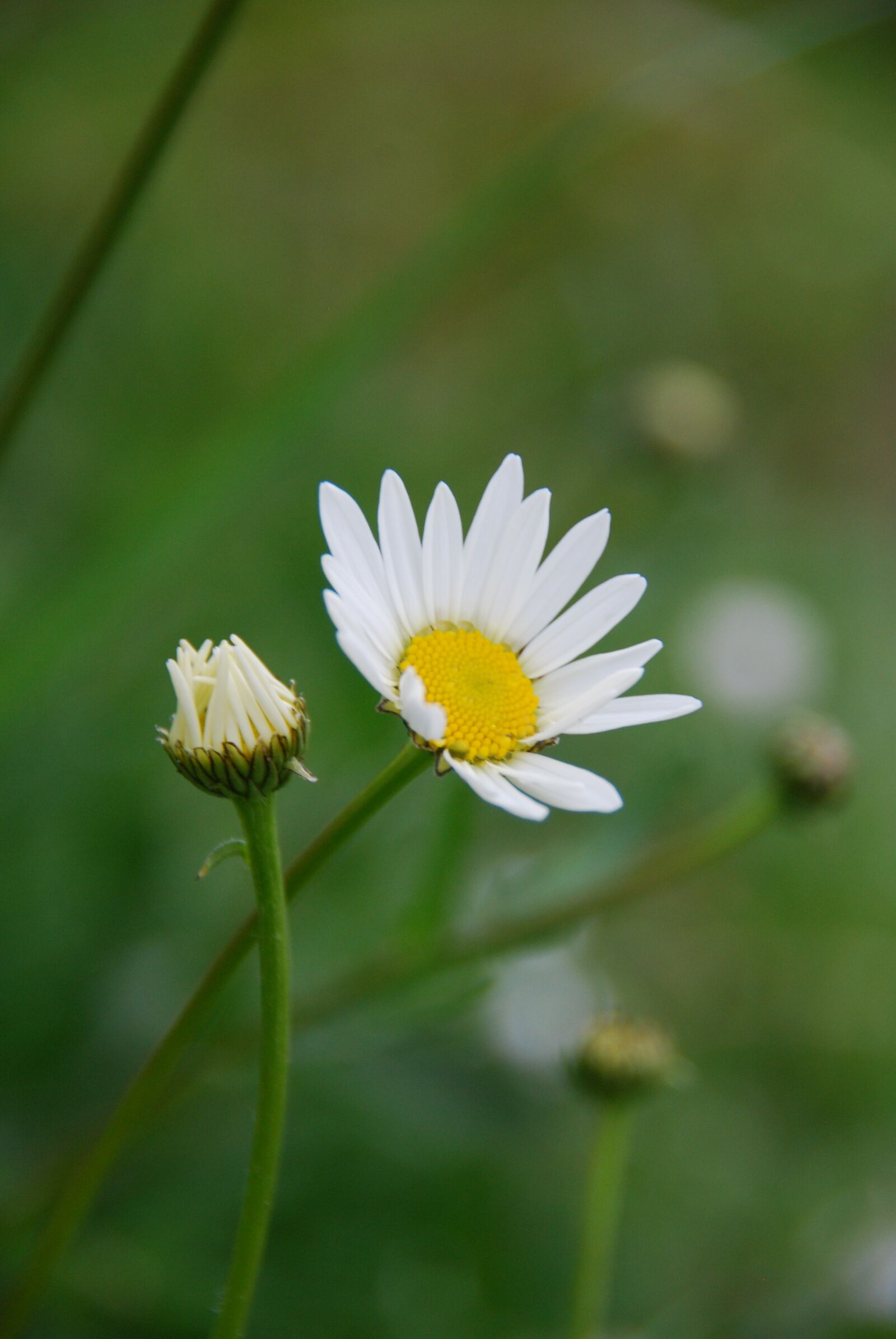 Nikon D80 sample photo. Marguerite, white, blossom photography