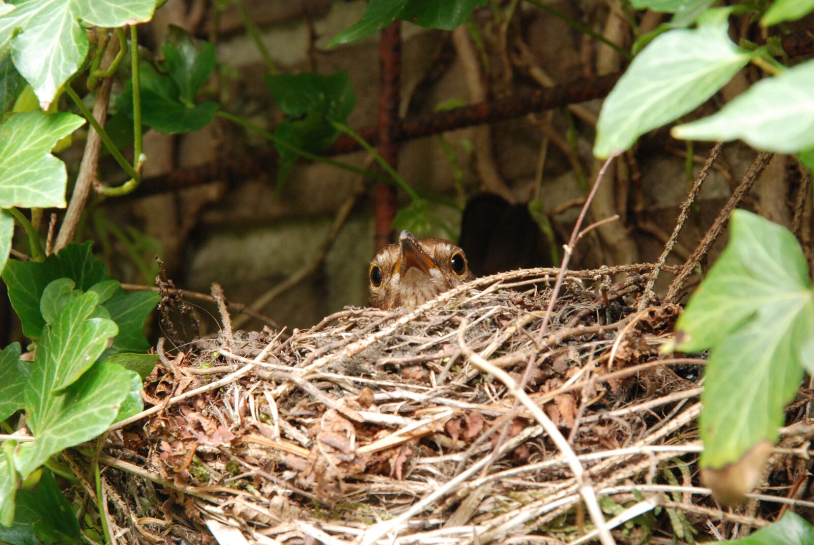 Nikon D80 sample photo. Blackbird, bird, nest photography