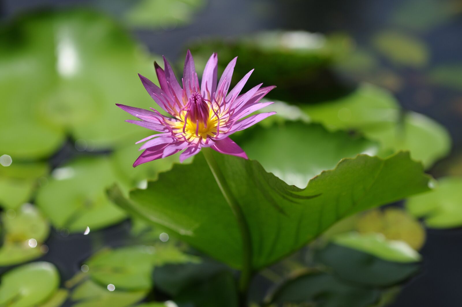 Nikon D300S sample photo. Water lily, nymphaea, flower photography
