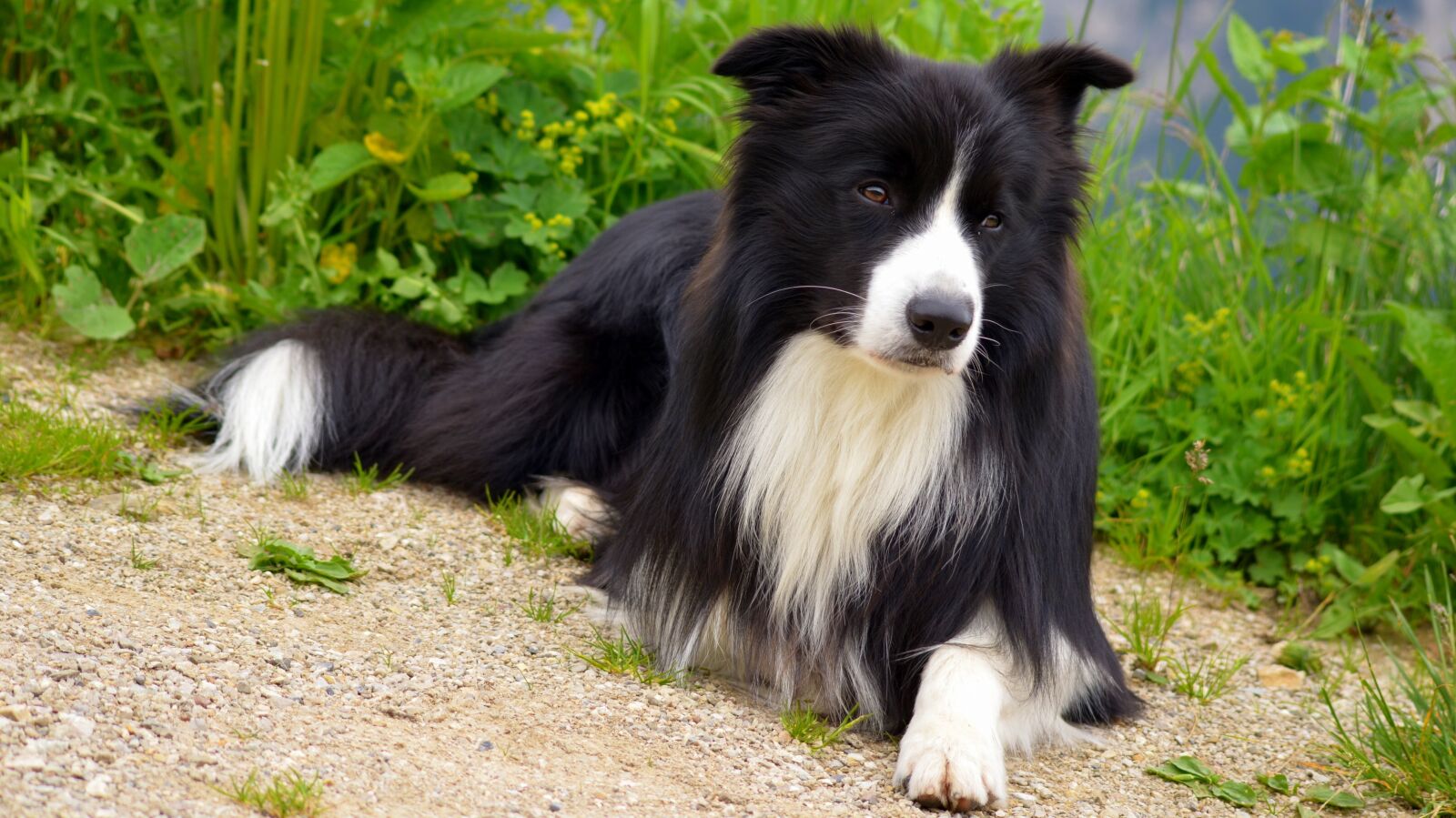 Nikon D5100 sample photo. Dog, border, collie photography