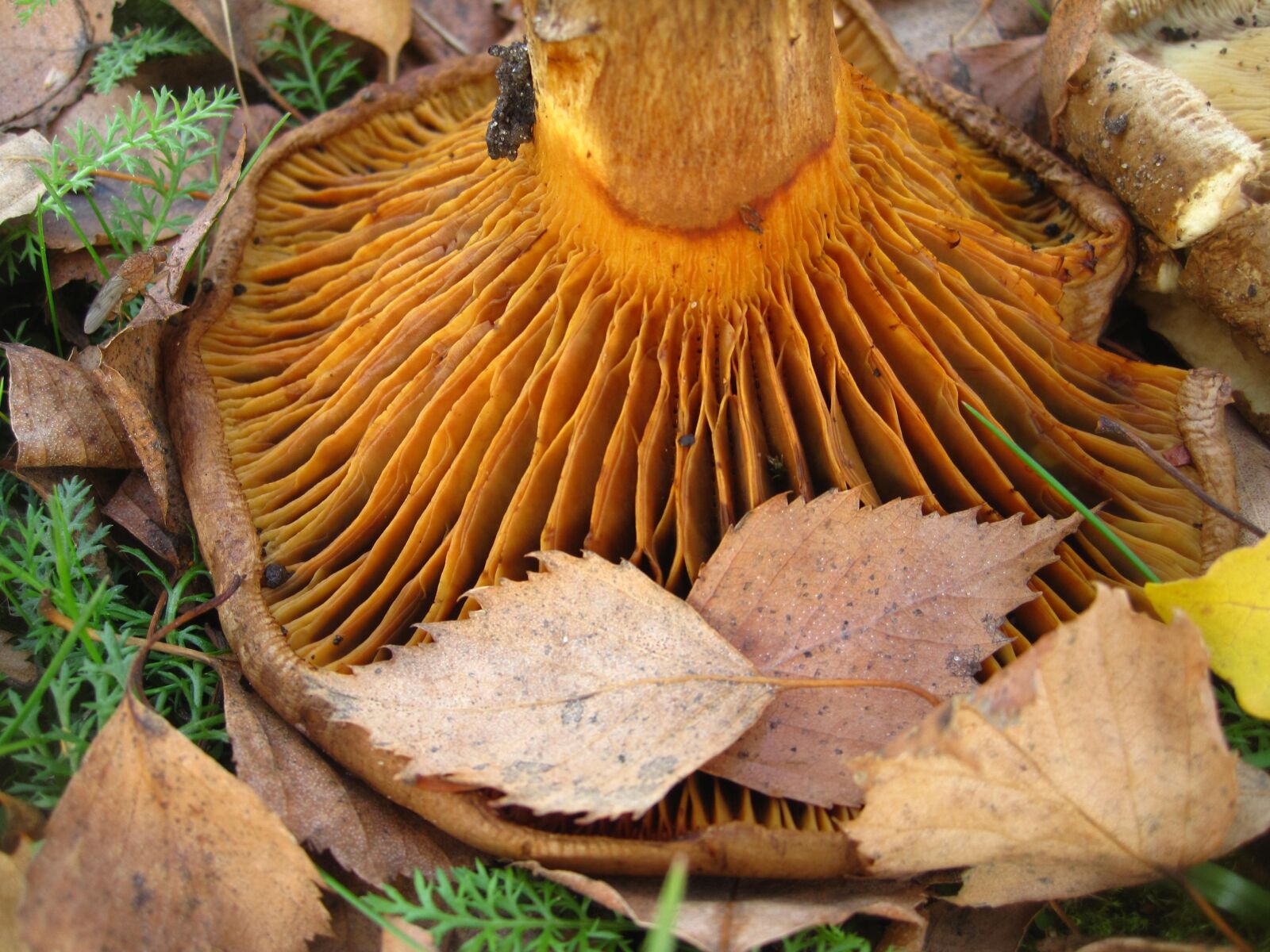 Canon PowerShot SD1200 IS (Digital IXUS 95 IS / IXY Digital 110 IS) sample photo. Bare shuffletruffle, tube fins photography