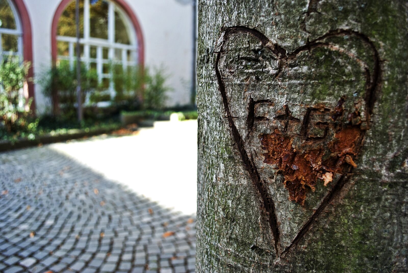Nikon D80 sample photo. Tree, heart, love photography
