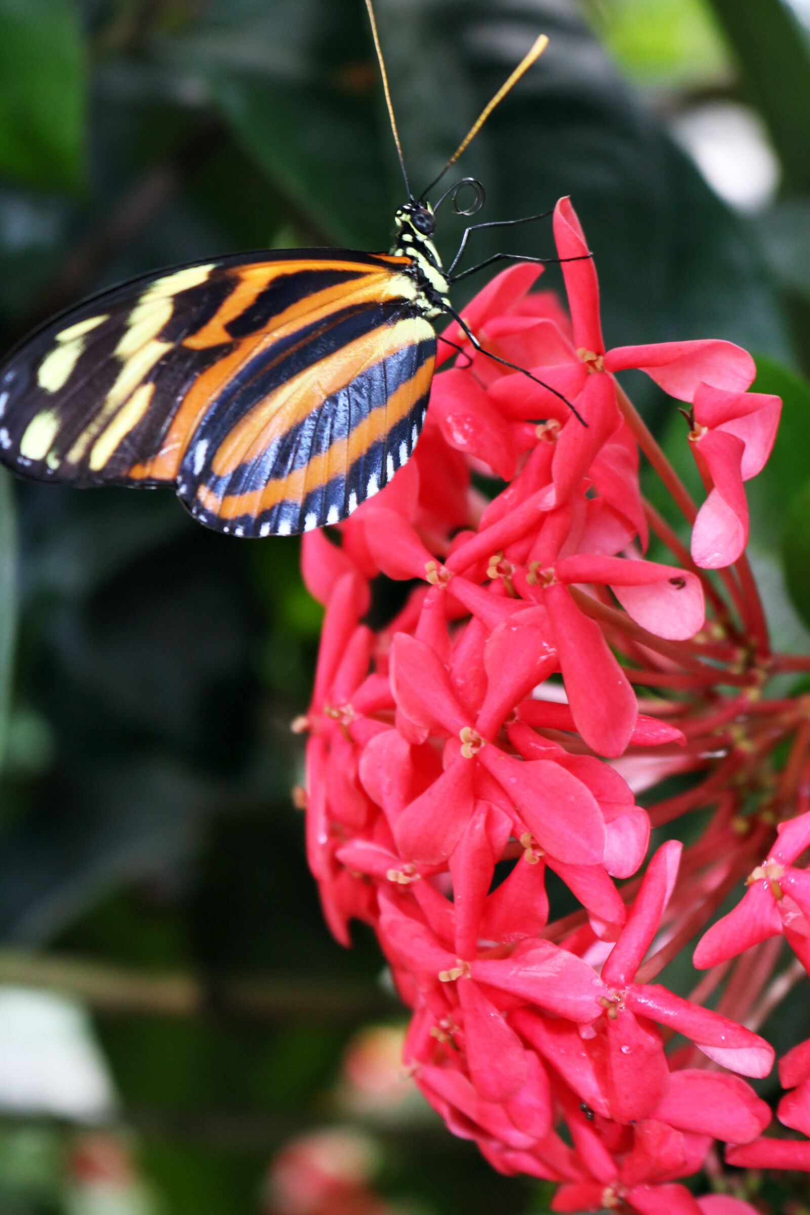 Canon EOS 750D (EOS Rebel T6i / EOS Kiss X8i) sample photo. Butterfly, yellow, orange photography