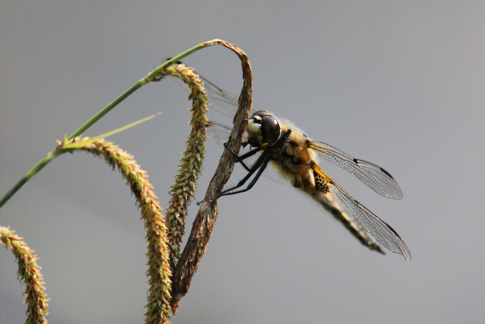 Canon EOS 550D (EOS Rebel T2i / EOS Kiss X4) sample photo. Insect, ear, grain photography