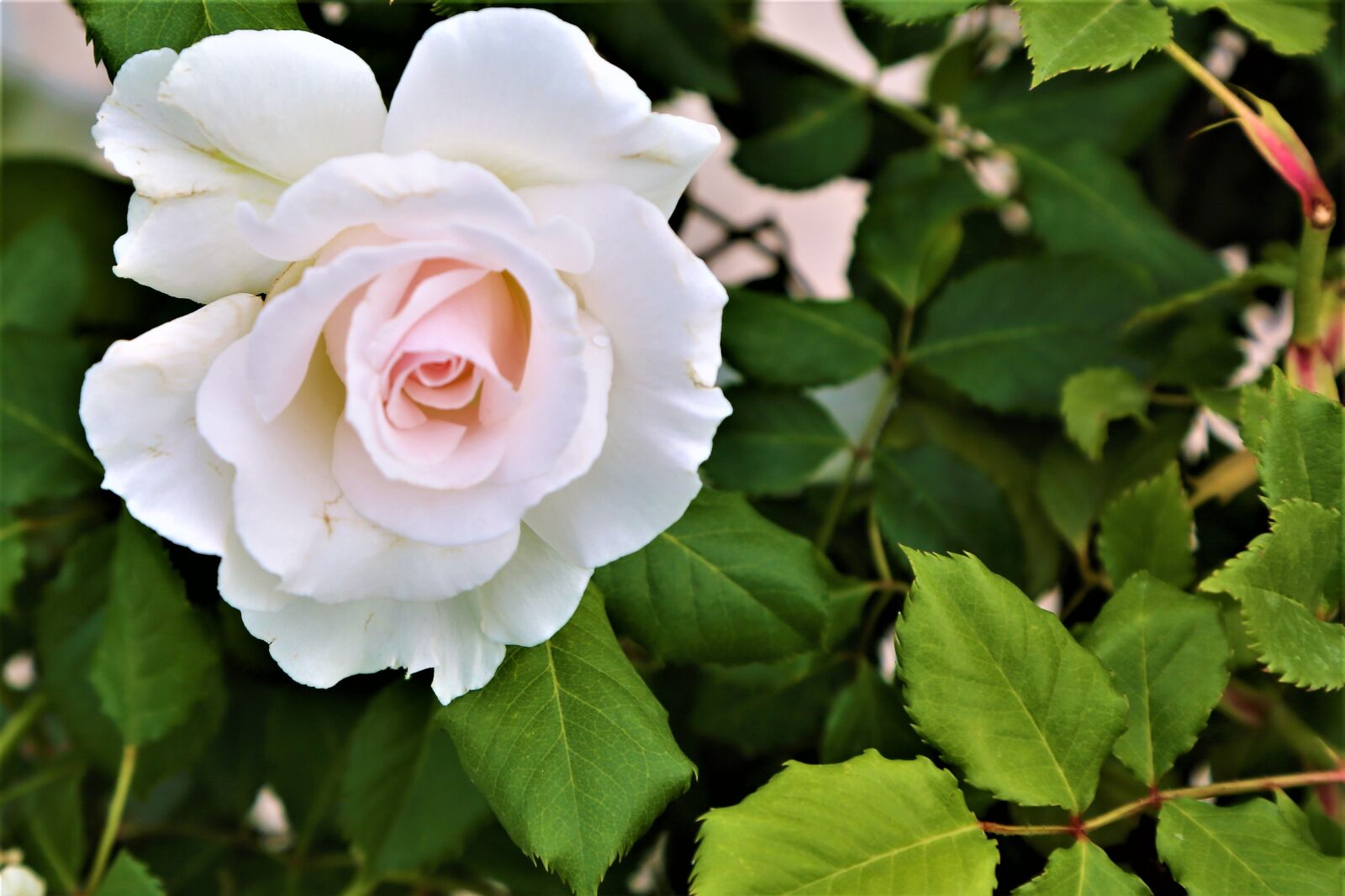 Canon EF 24-105mm F4L IS USM sample photo. Rose, white rose, spring photography