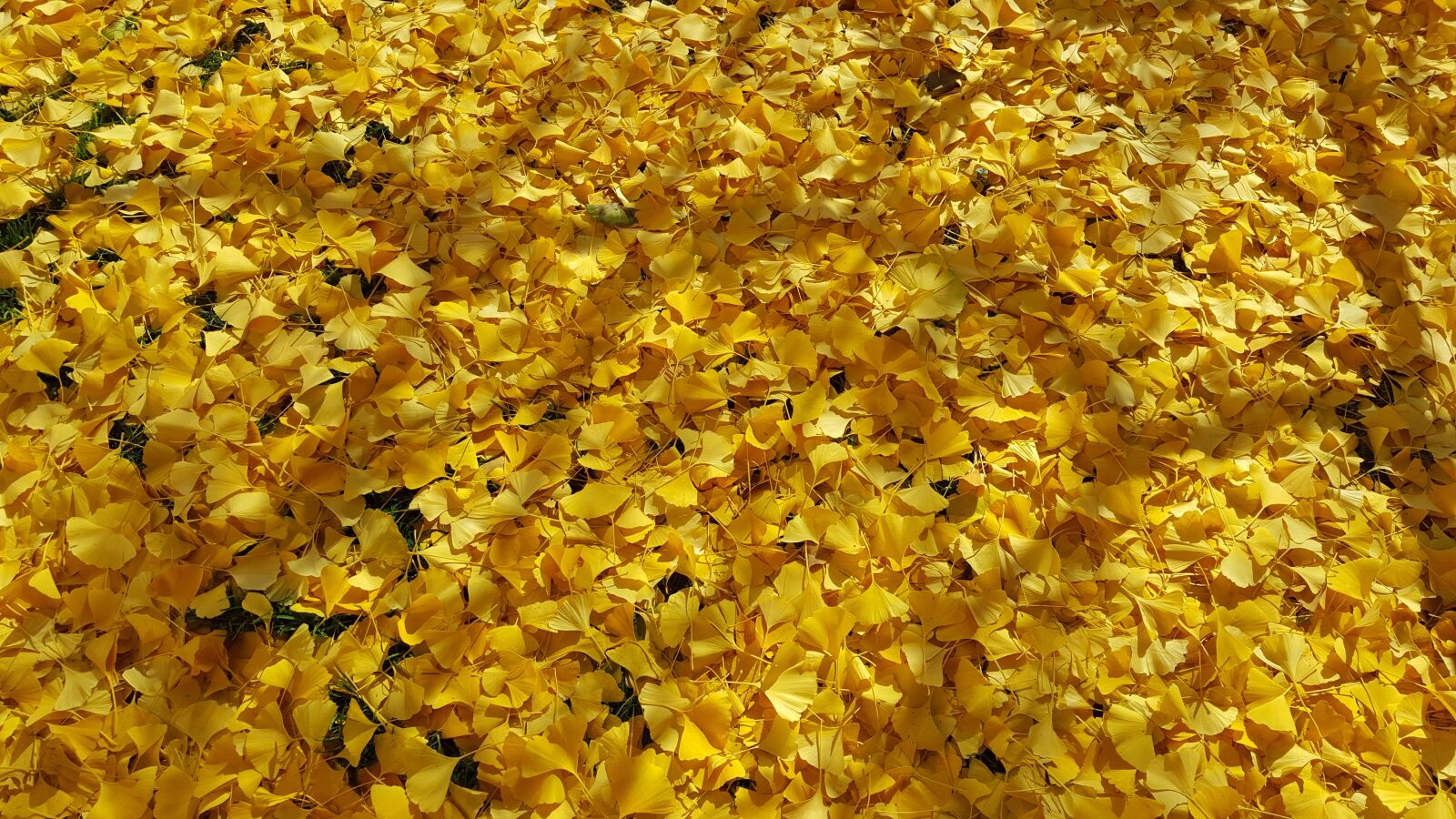 Samsung GALAXY S6 edge sample photo. Leaves, yellow, autumn photography