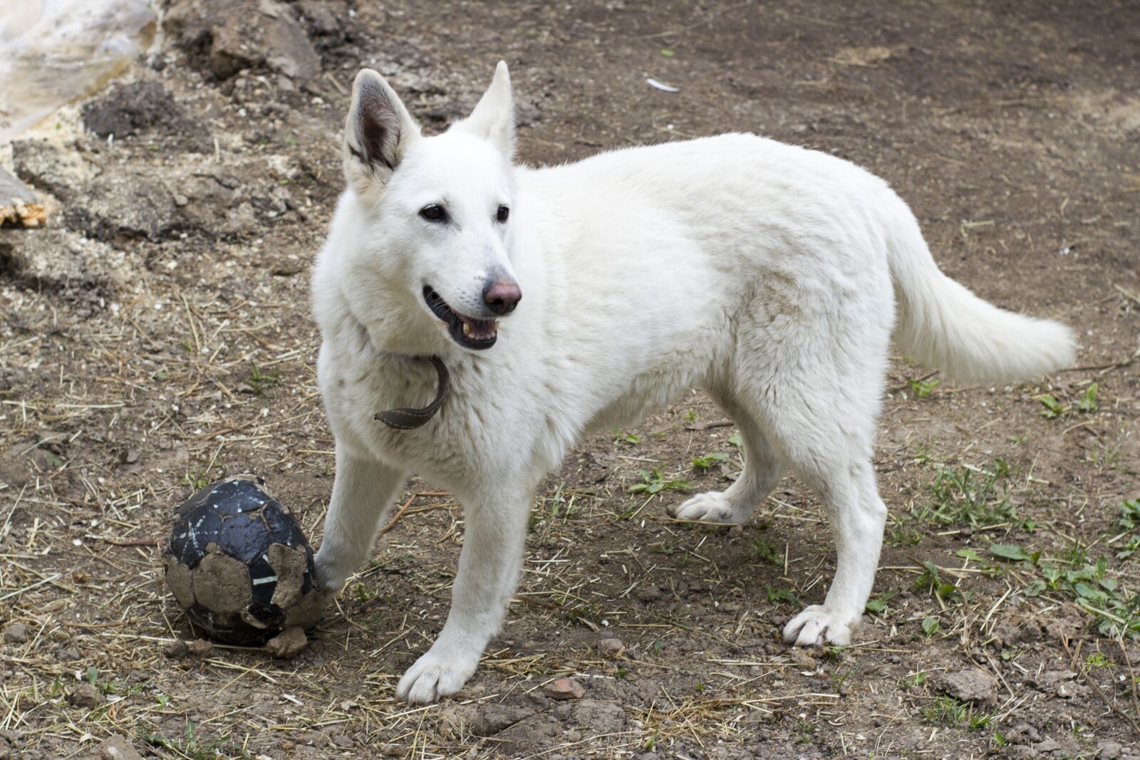 Canon EOS 550D (EOS Rebel T2i / EOS Kiss X4) sample photo. White dog, dog, pets photography