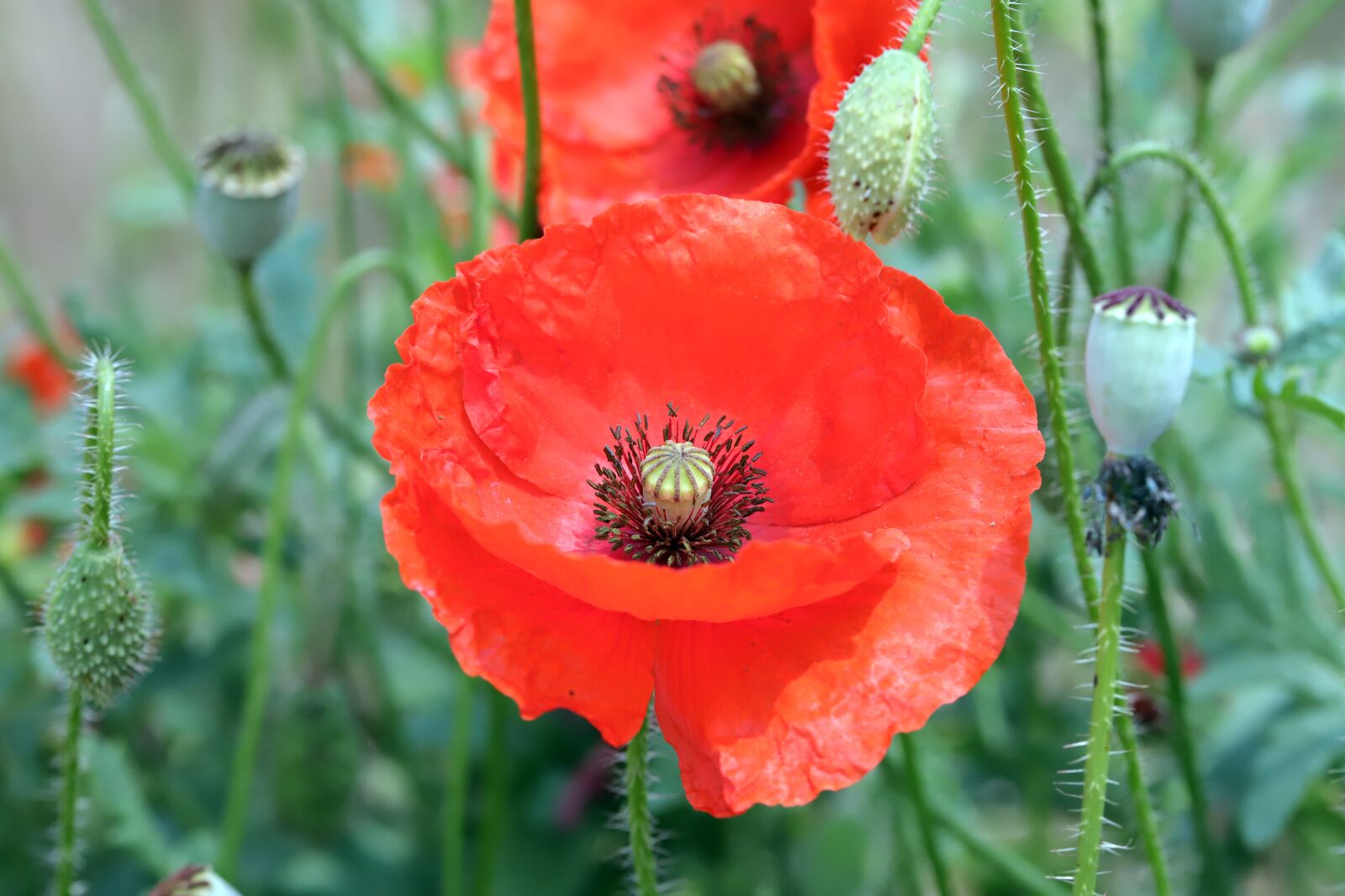 Canon EOS 6D Mark II sample photo. Poppy, flowers, plants photography