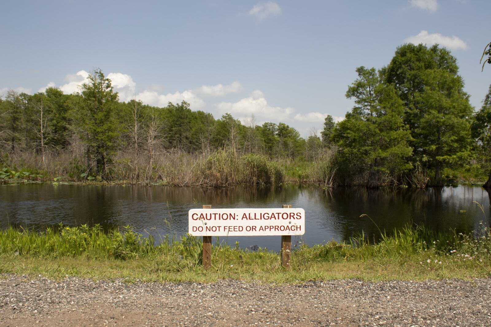 Canon EOS 200D (EOS Rebel SL2 / EOS Kiss X9) sample photo. Wetland, alligator, do not photography