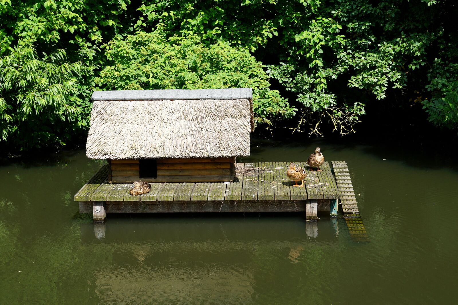 Sony DT 18-55mm F3.5-5.6 SAM II sample photo. Ducks, animals, water photography